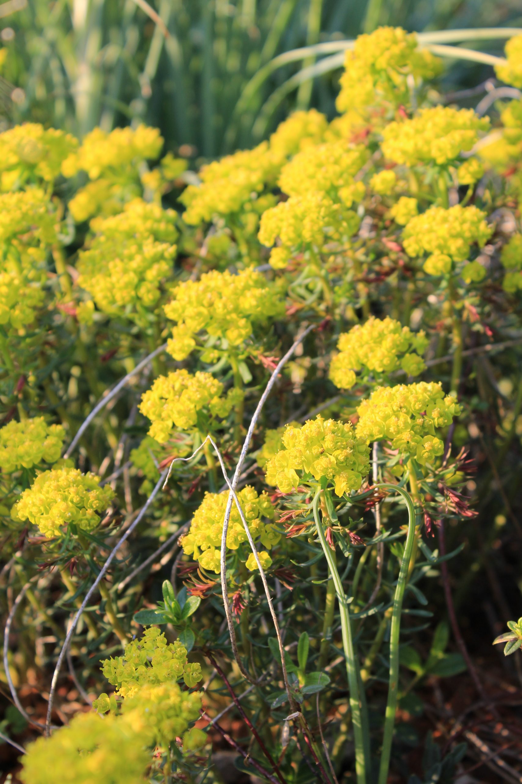 11101_euphorbia_cyparissias_fens_ruby_SS_002.jpg