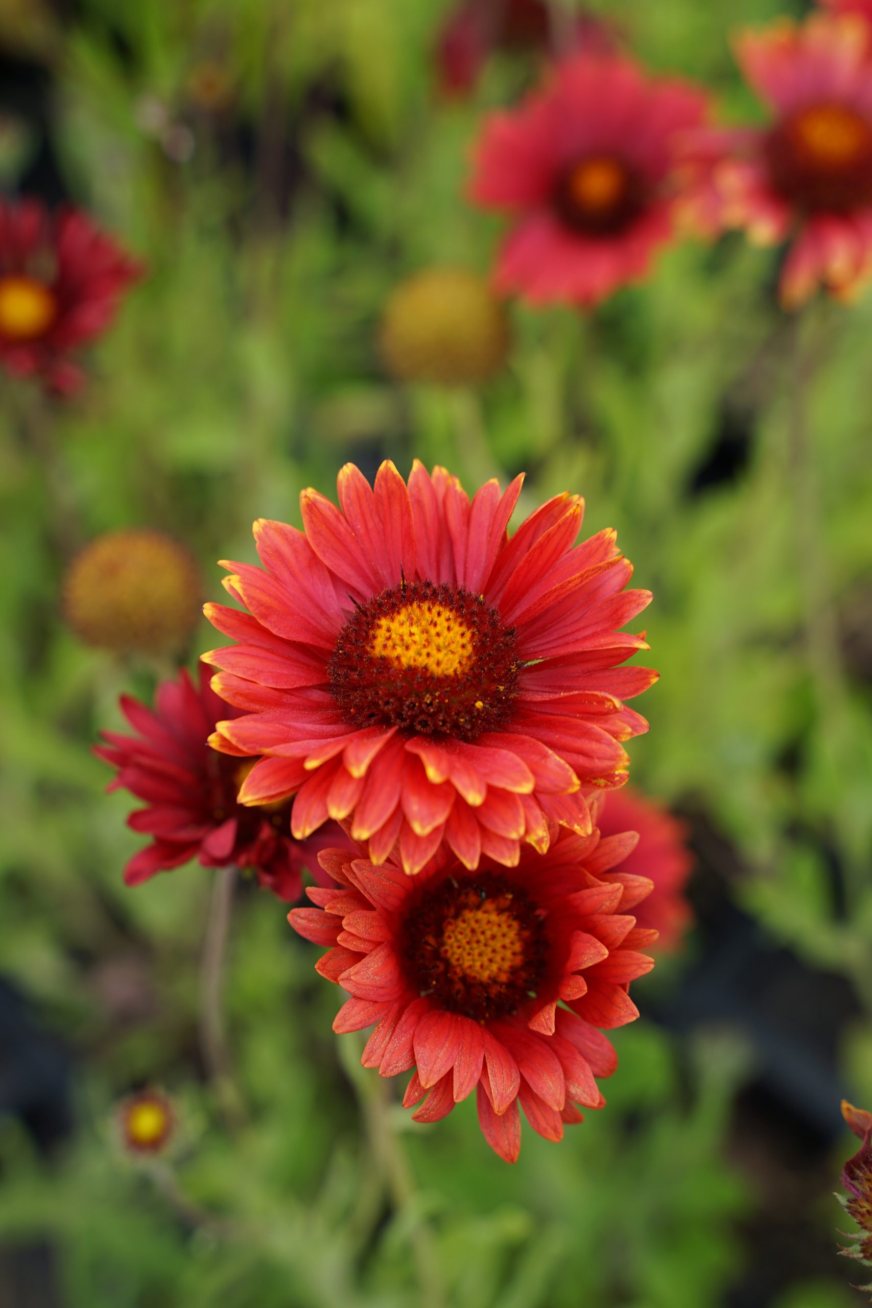 11111_gaillardia_grandiflora_burgunder_SS_004.jpg