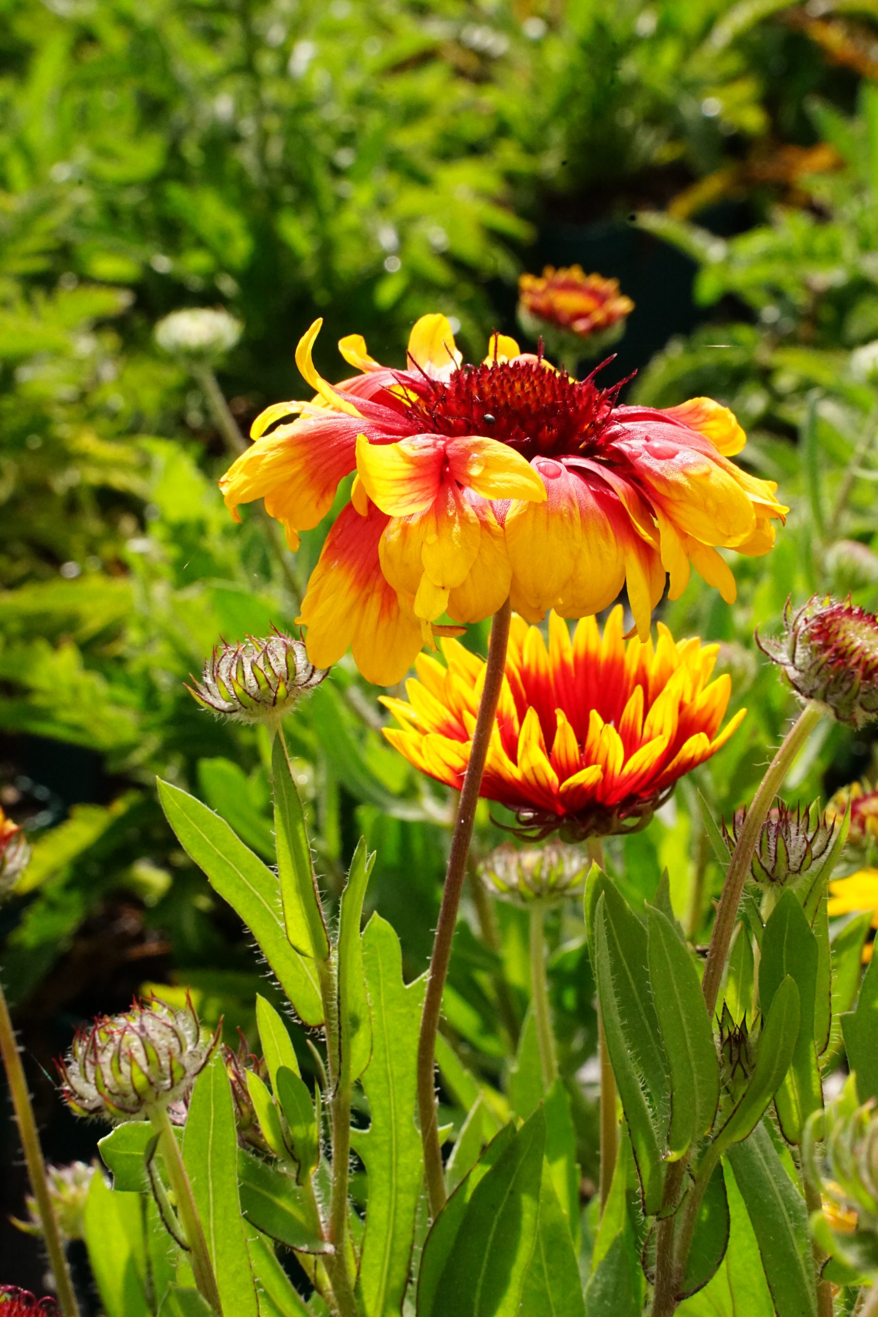 11115_gaillardia_grandiflora_kobold_SS_003.jpg
