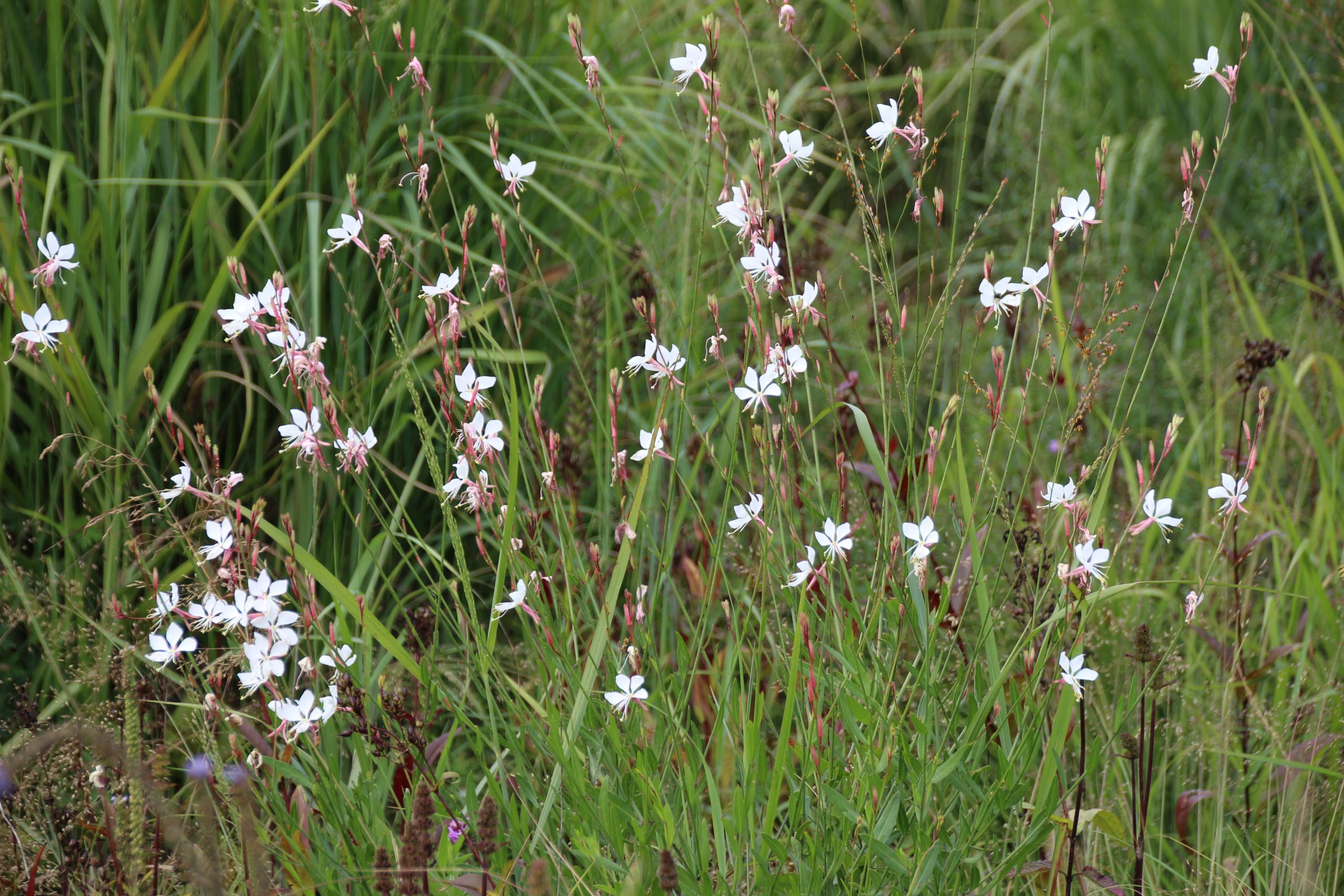 11119_gaura_lindheimeri_SS_004.jpg