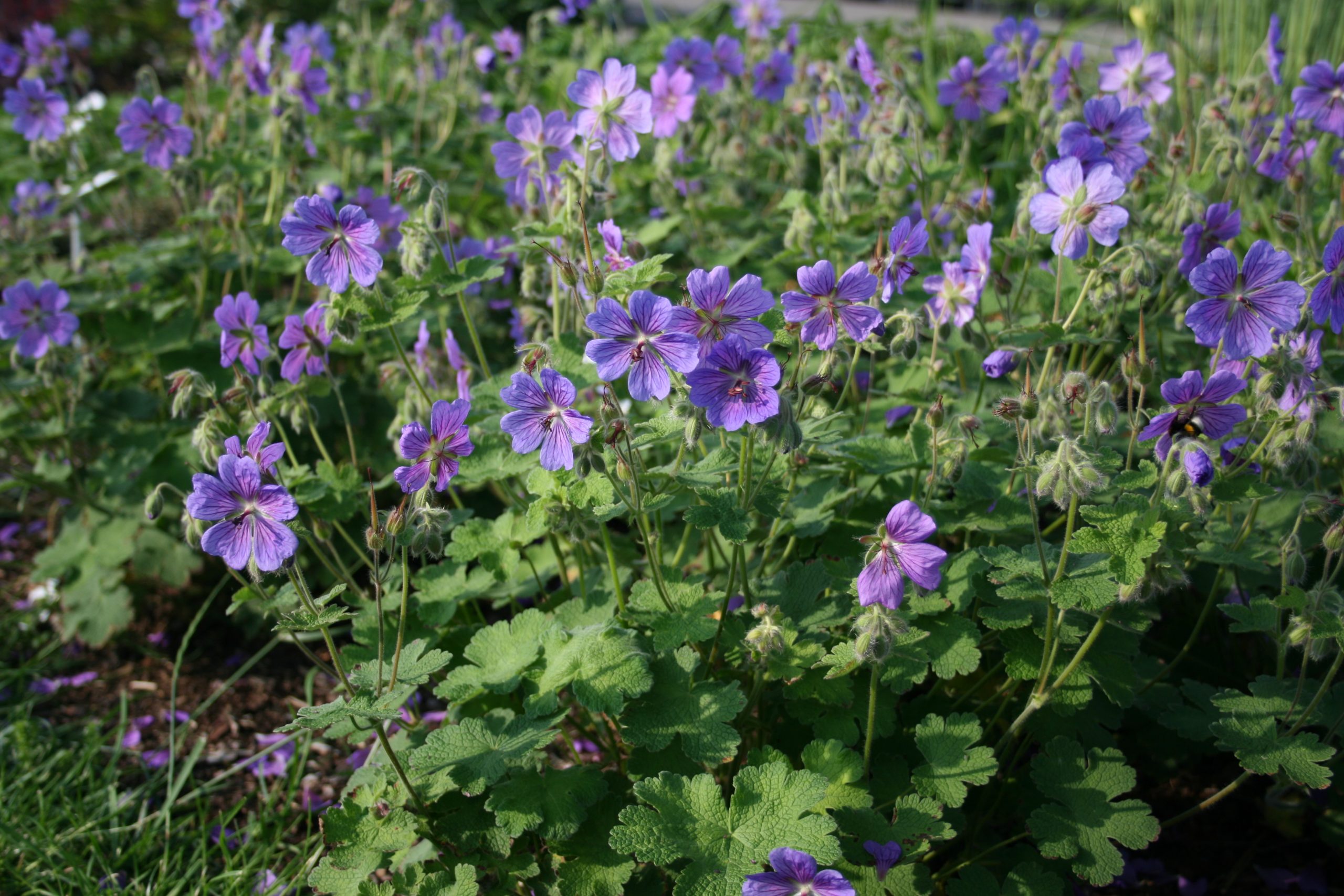 11149_geranium_renardii_terre_franche_SS_004.jpg