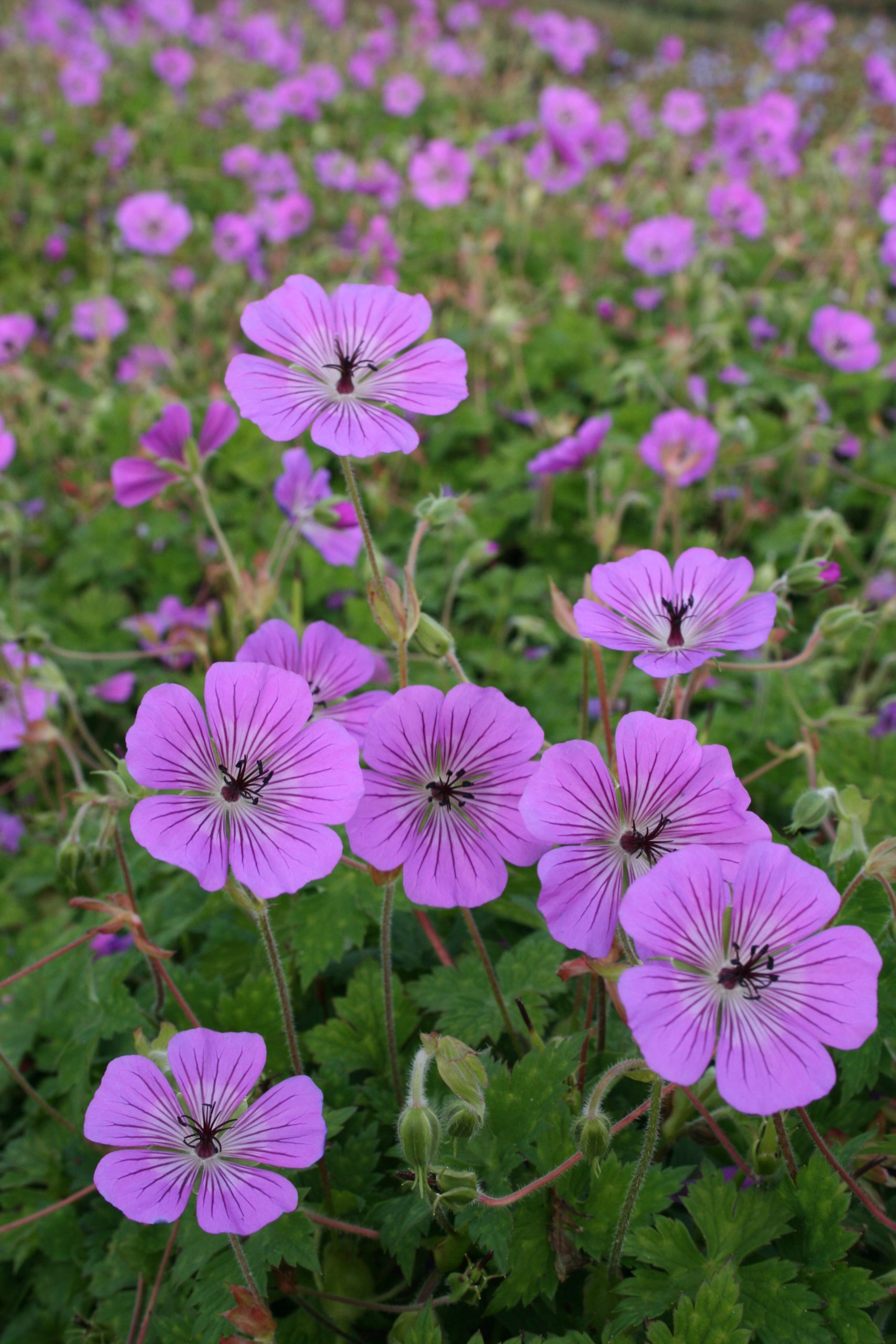 11155_geranium_wallichianum_pink_penny_SS_004.jpg