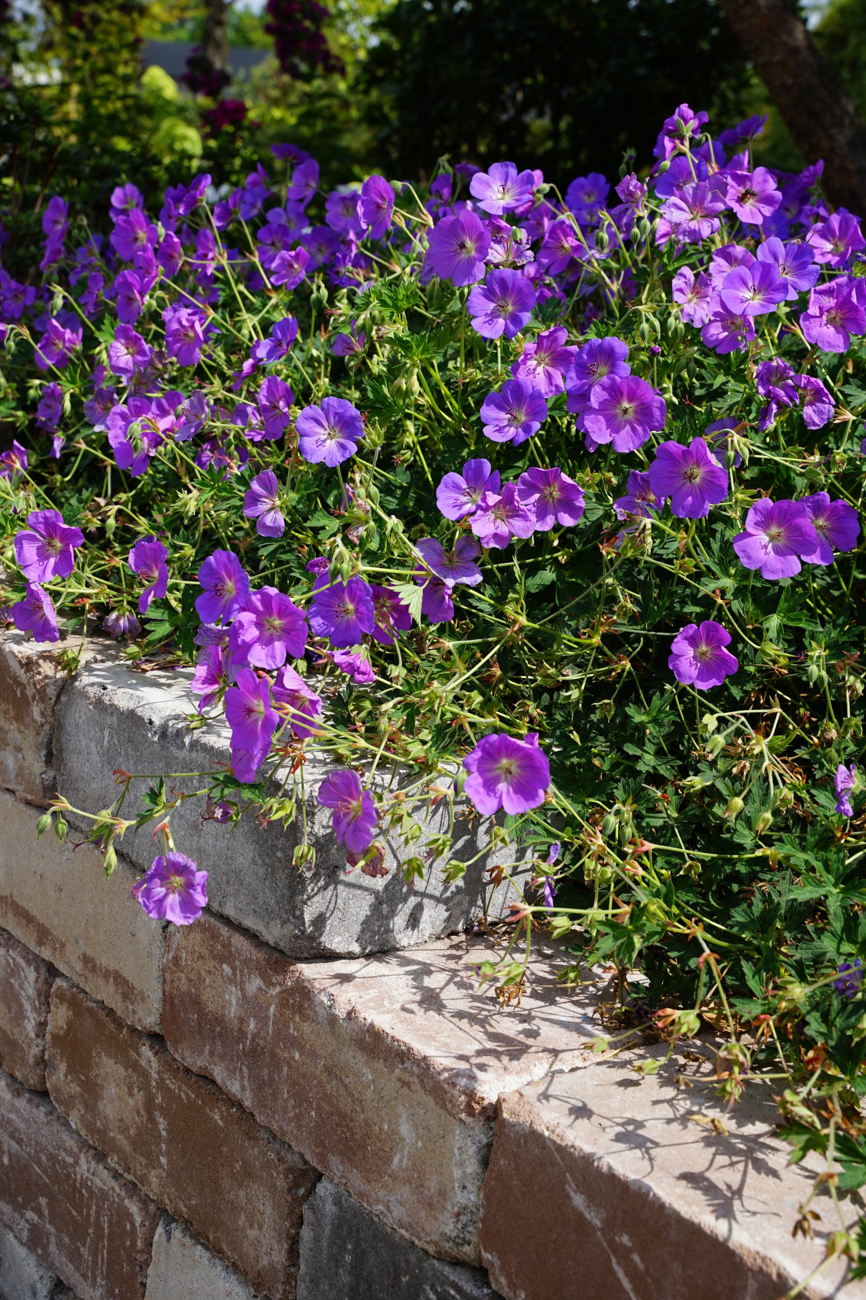 11156_geranium_wallichianum_rozanne_SS_003.jpg