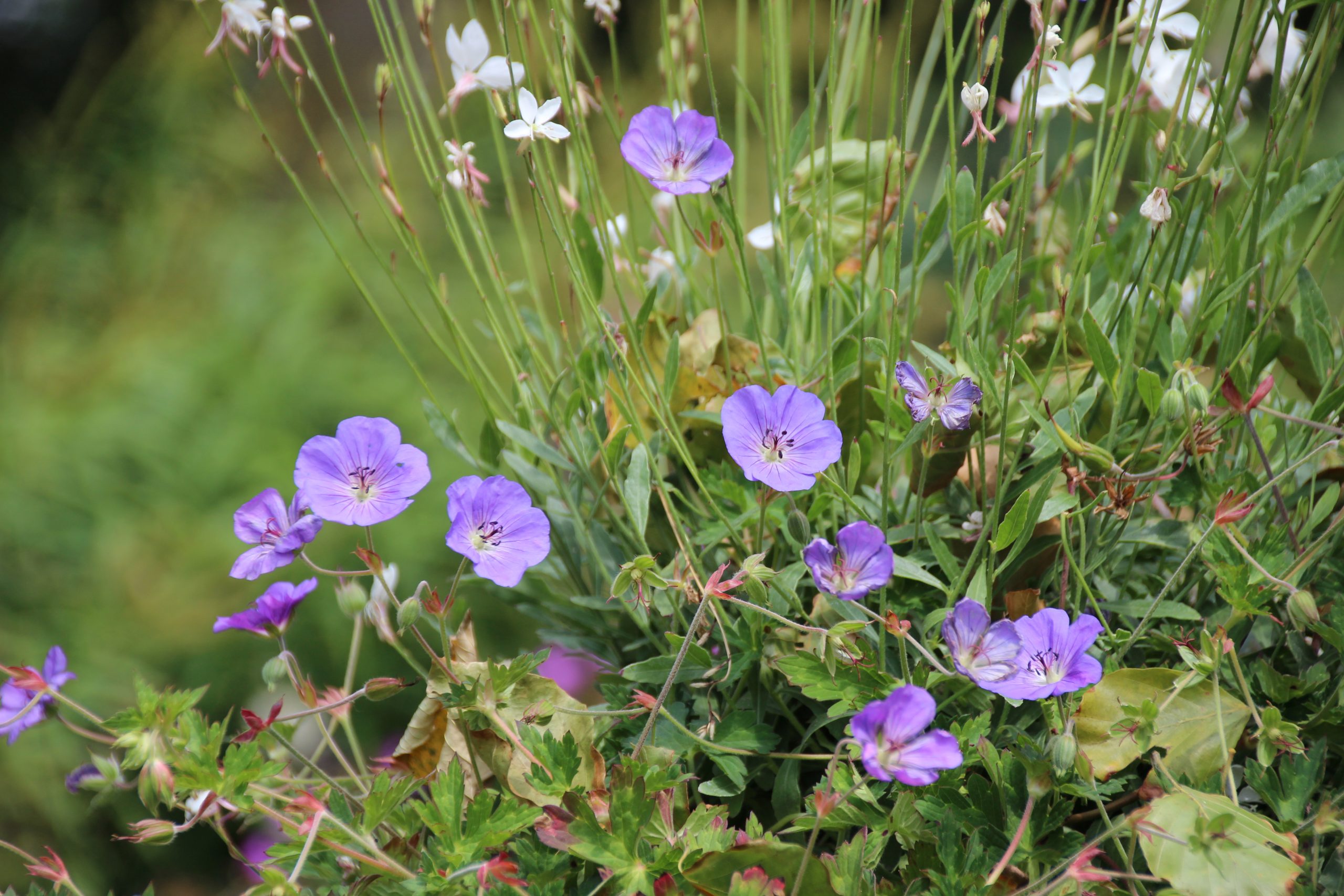 11157_geranium_wallichianum_rozanne_SS_004.jpg