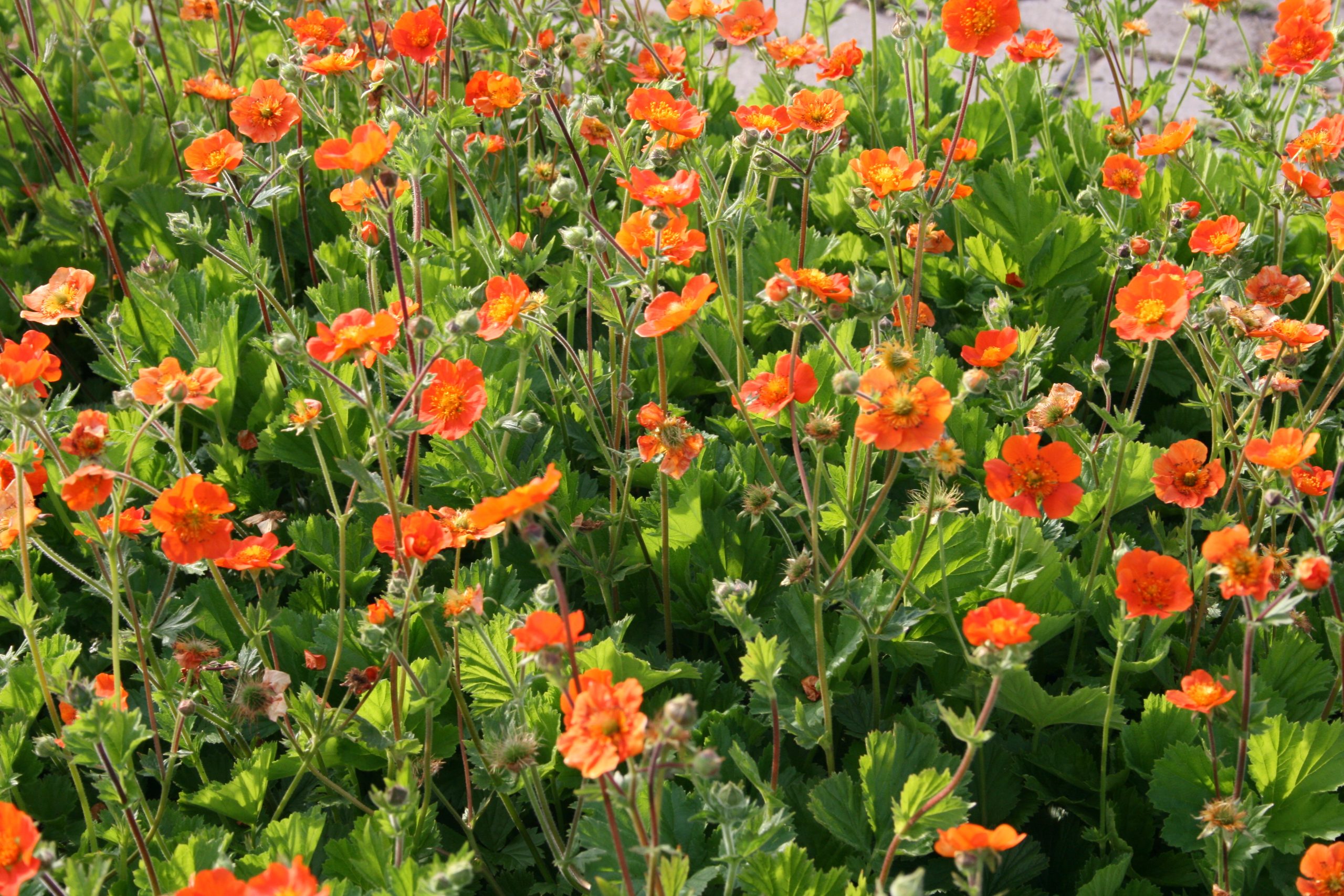 11161_geum_coccineum_borisii_SS_002.jpg