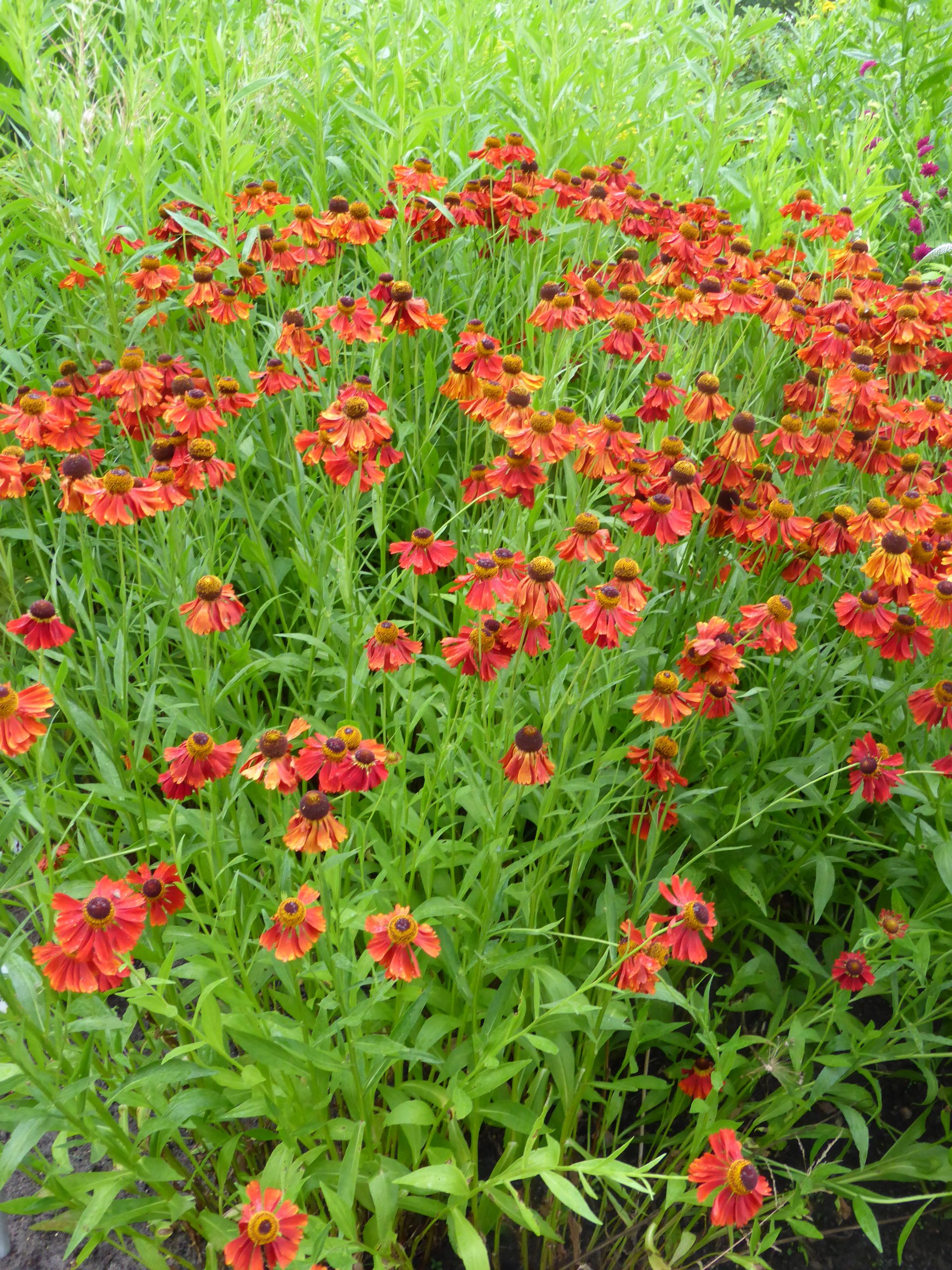 11173_helenium_cultorum_moerheim_beauty_SS_003.jpg