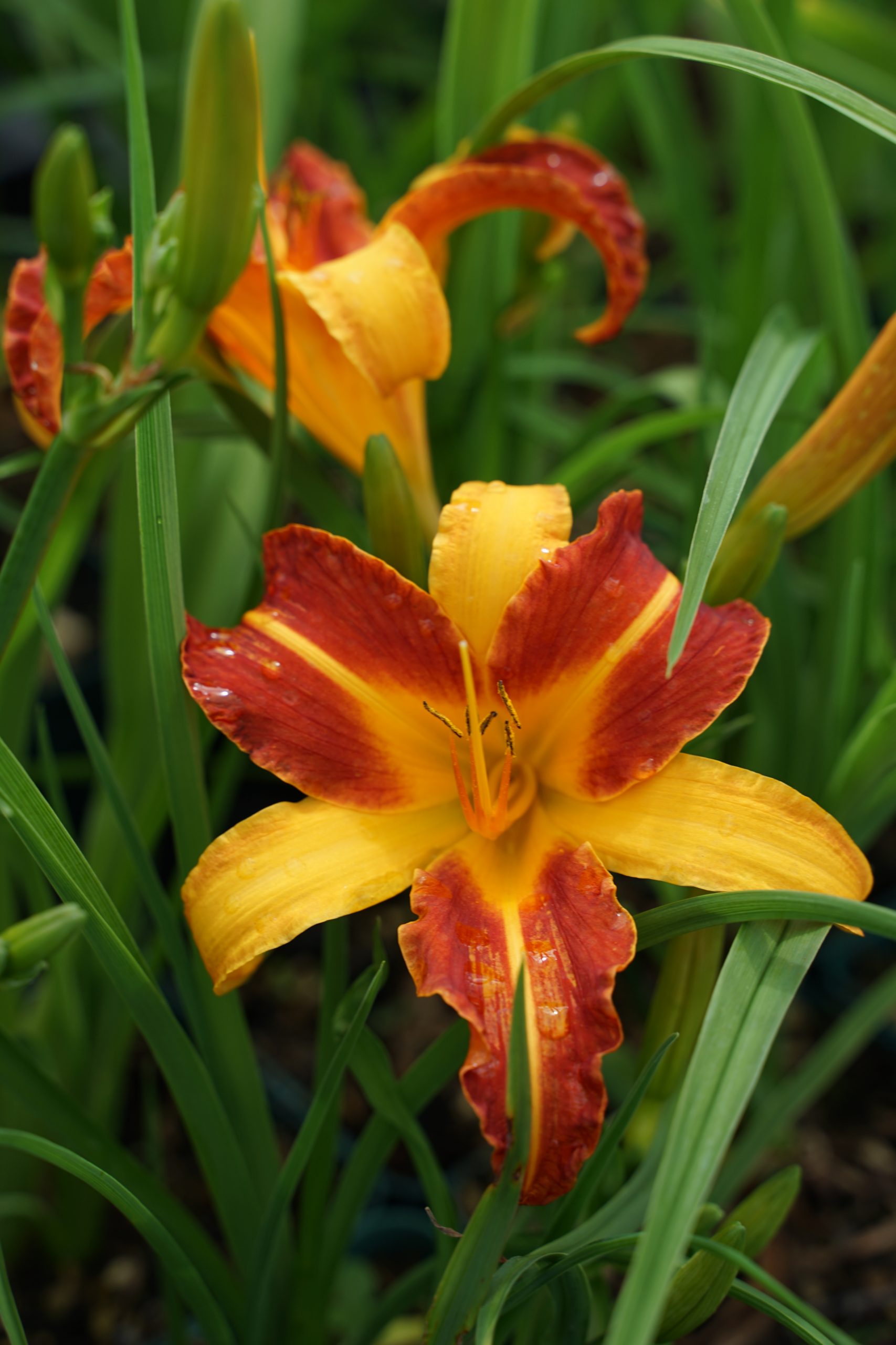 11193_hemerocallis_cultorum_frans_hals_SS_004.jpg