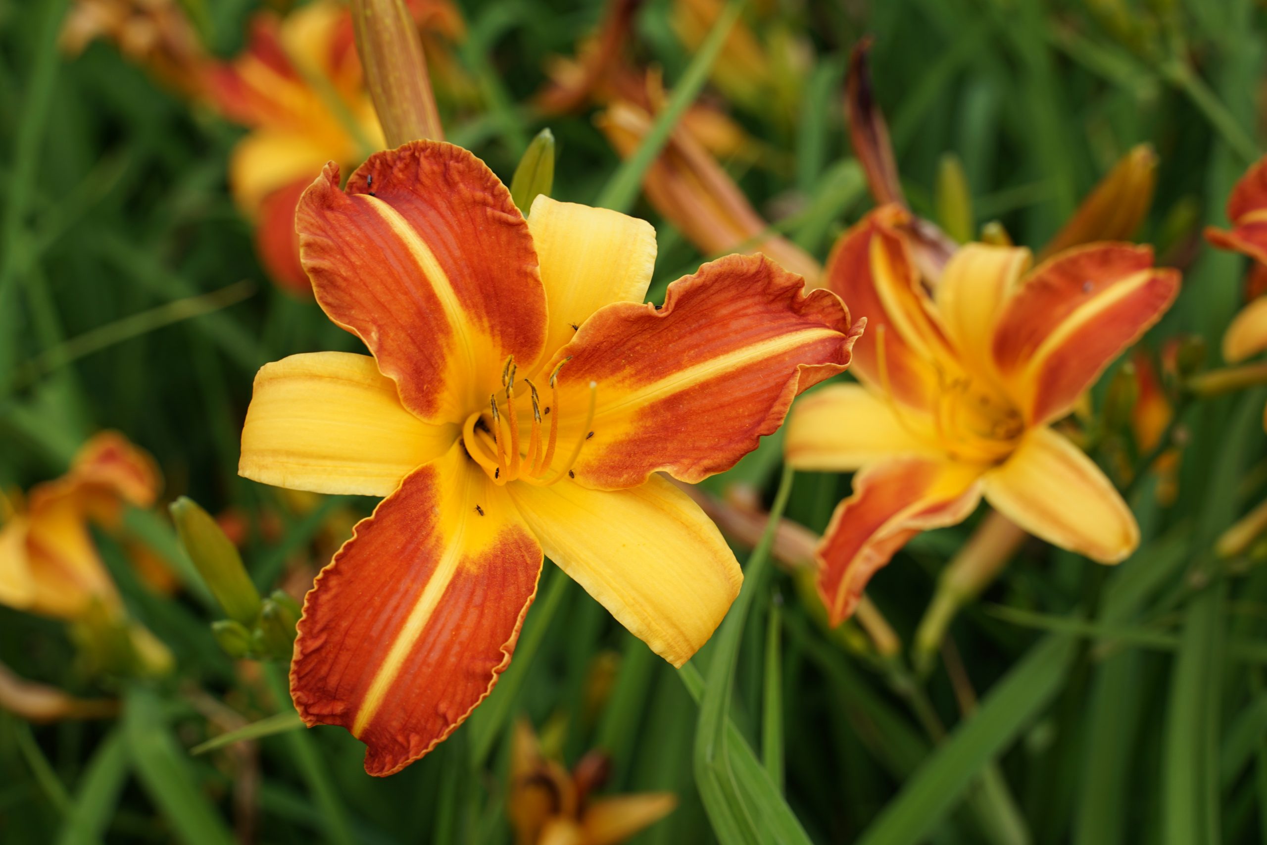 11194_hemerocallis_cultorum_frans_hals_SS_005.jpg