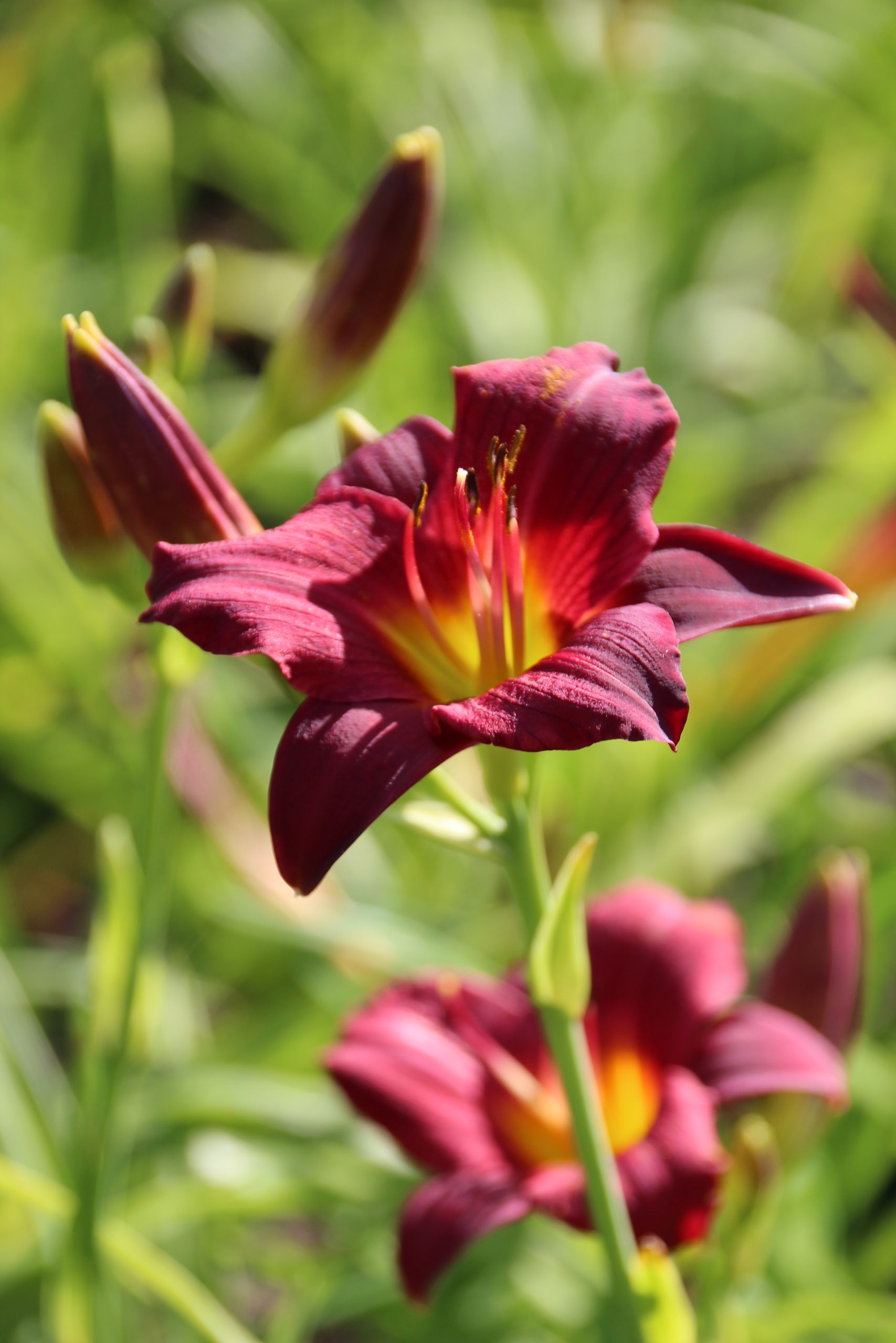 11197_hemerocallis_cultorum_ruby_stella_SS_002.jpg