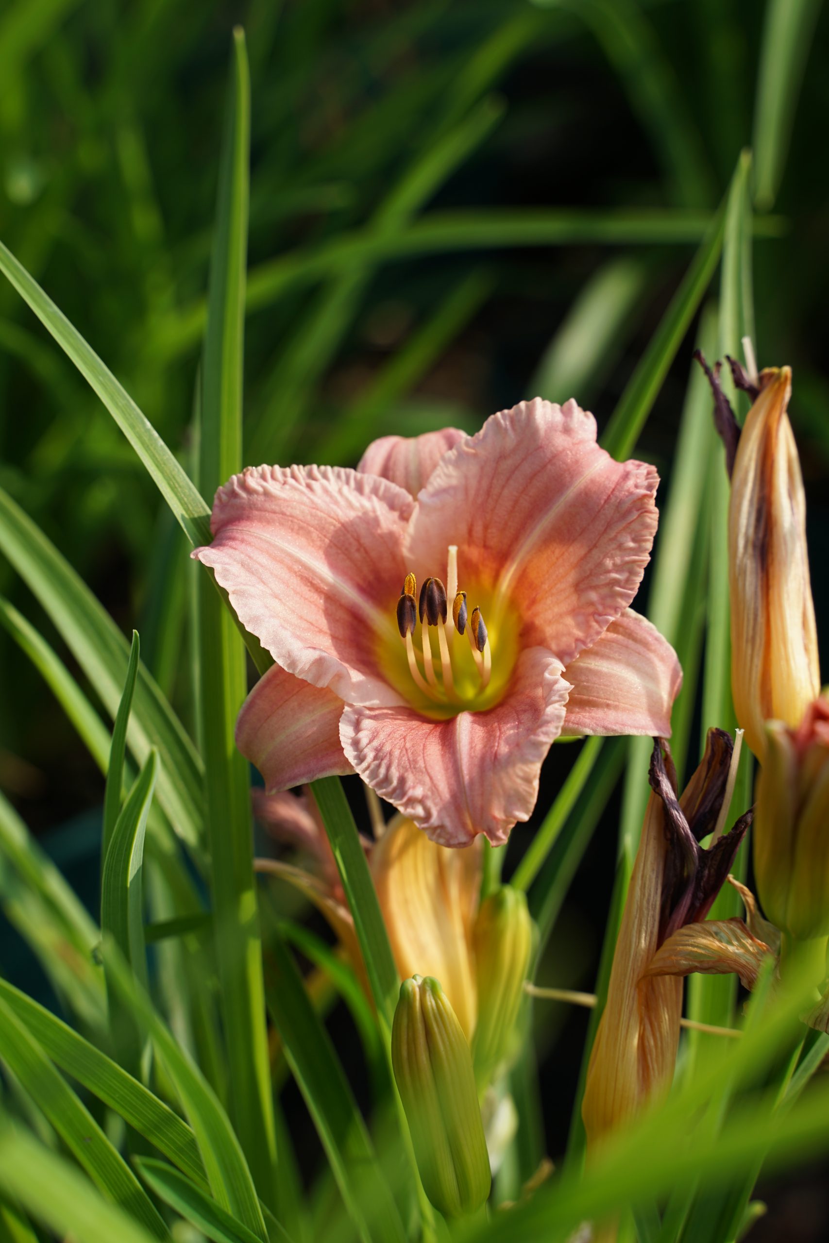 11199_hemerocallis_everdaylily_rose_SS_004.jpg