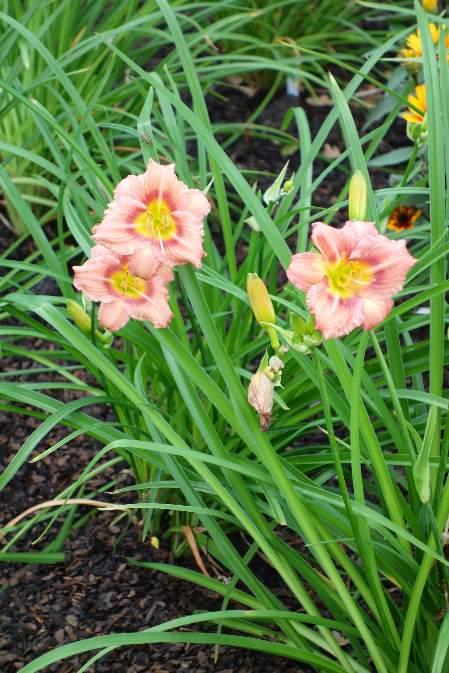 11200_hemerocallis_everdaylily_rose_SS_005.jpg