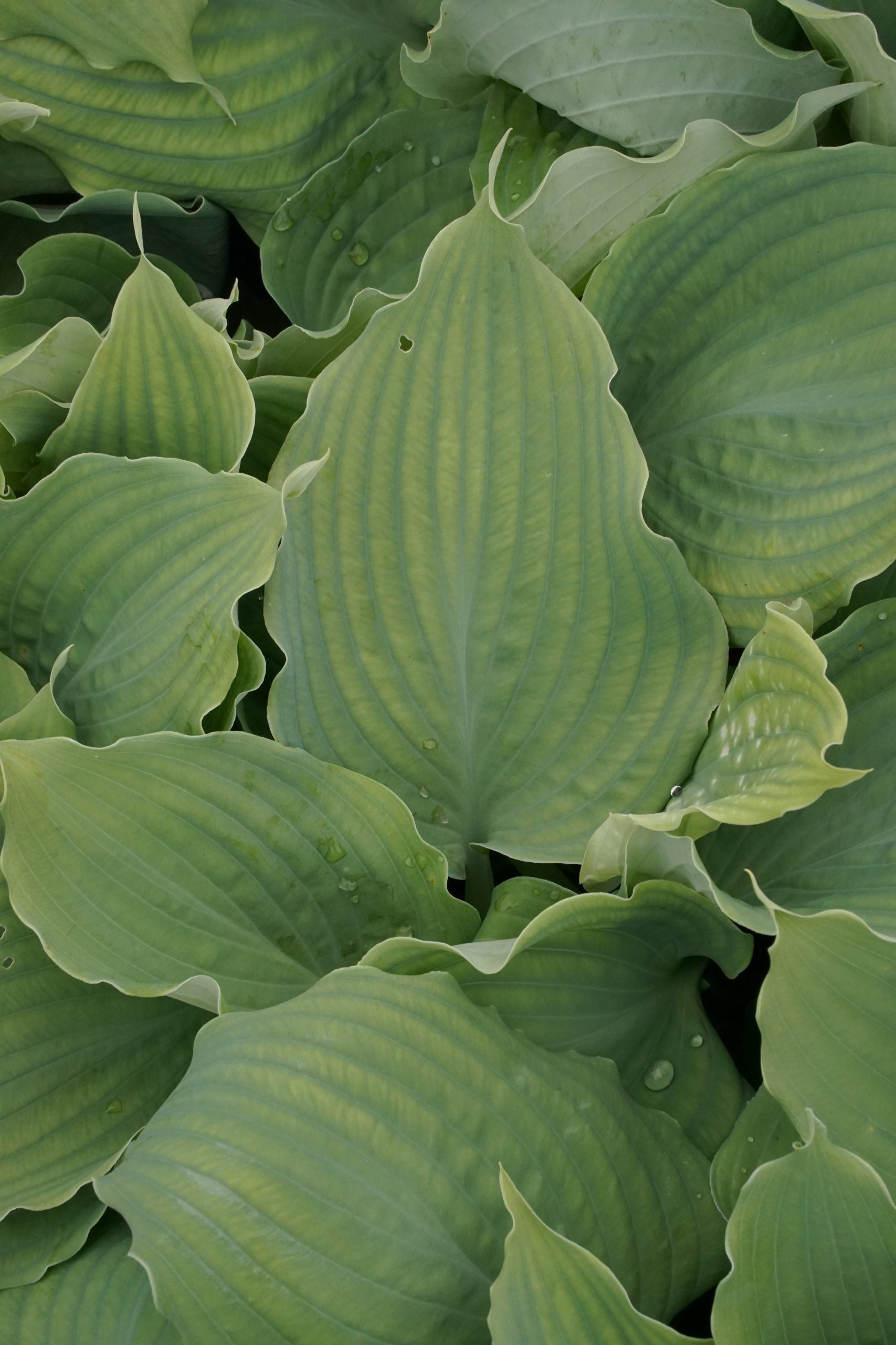 11211_hosta_cultorum_diamond_lake_SS_004.jpg