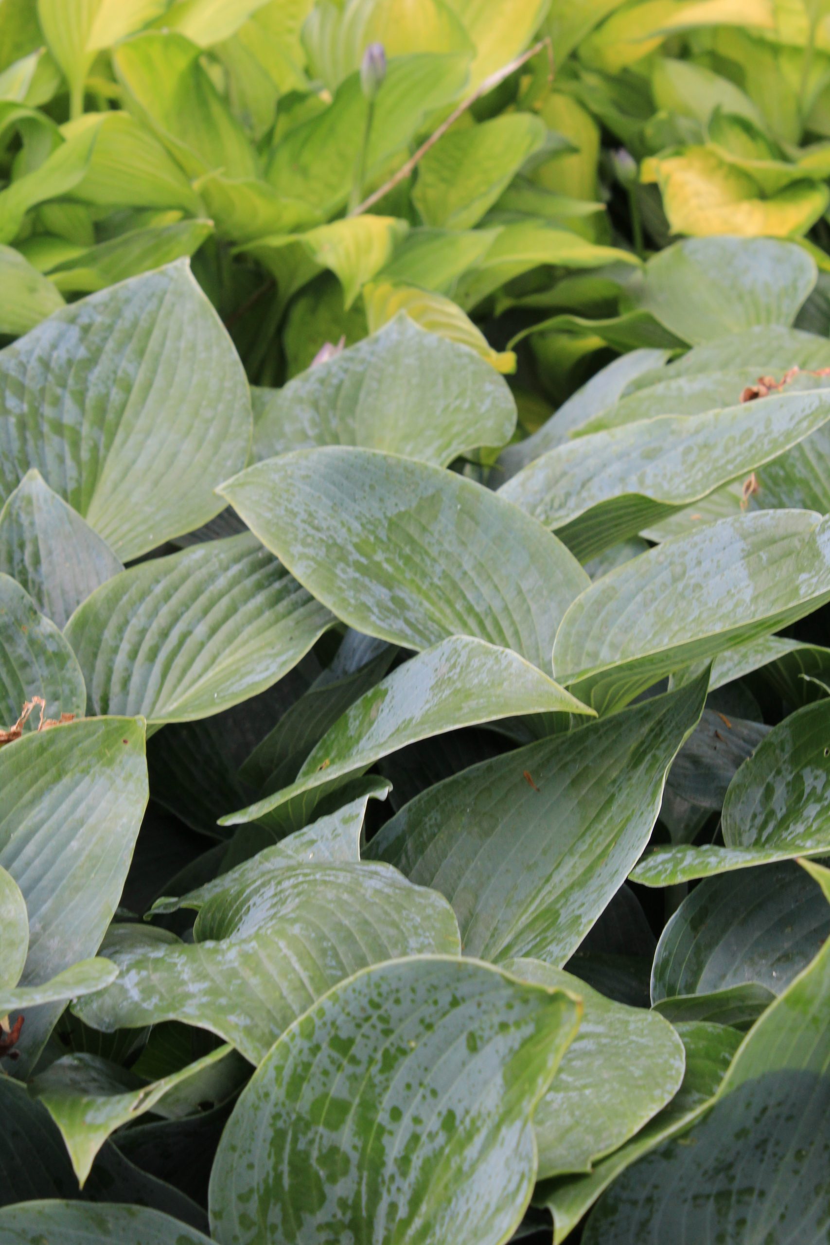 11219_hosta_tardiana_halcyon_SS_002.jpg