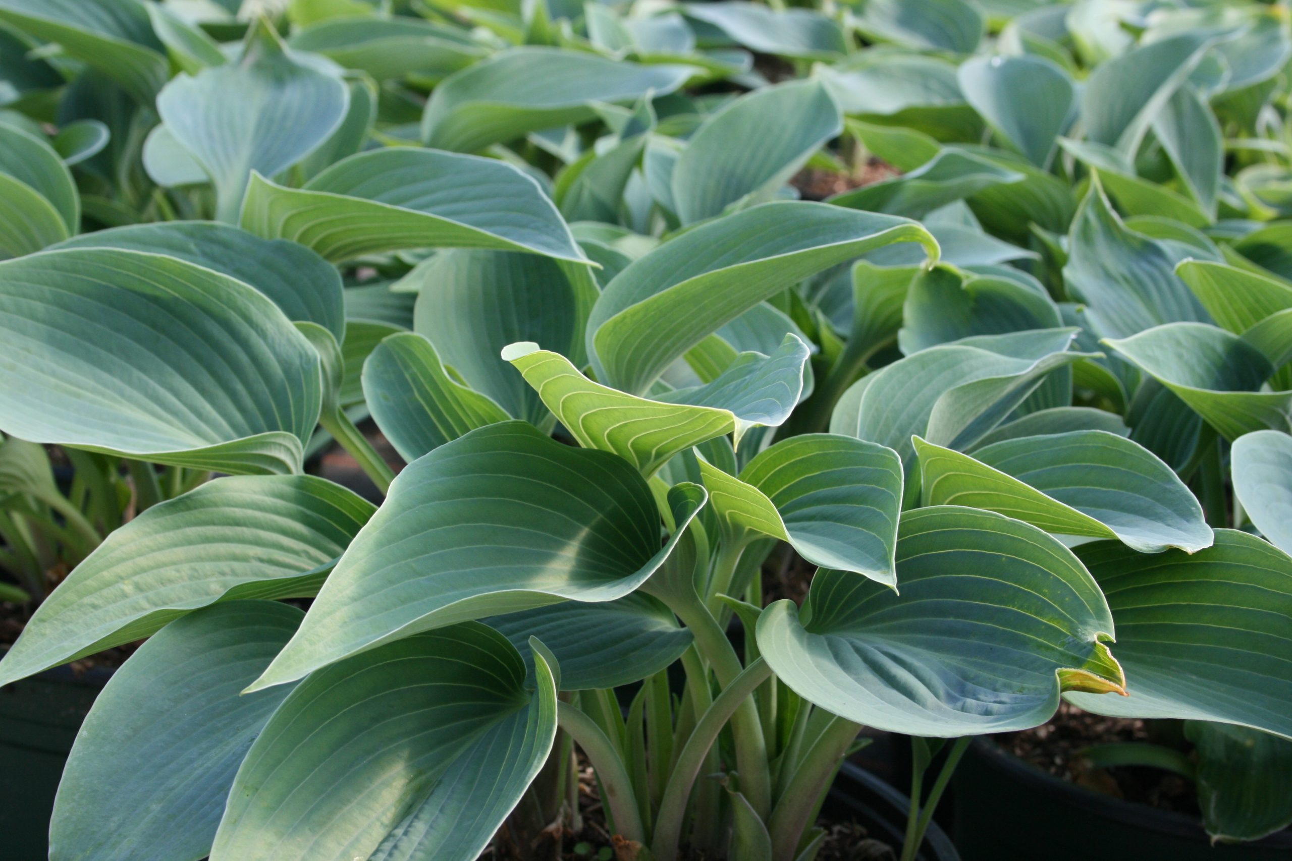 11220_hosta_tardiana_halcyon_SS_003.jpg