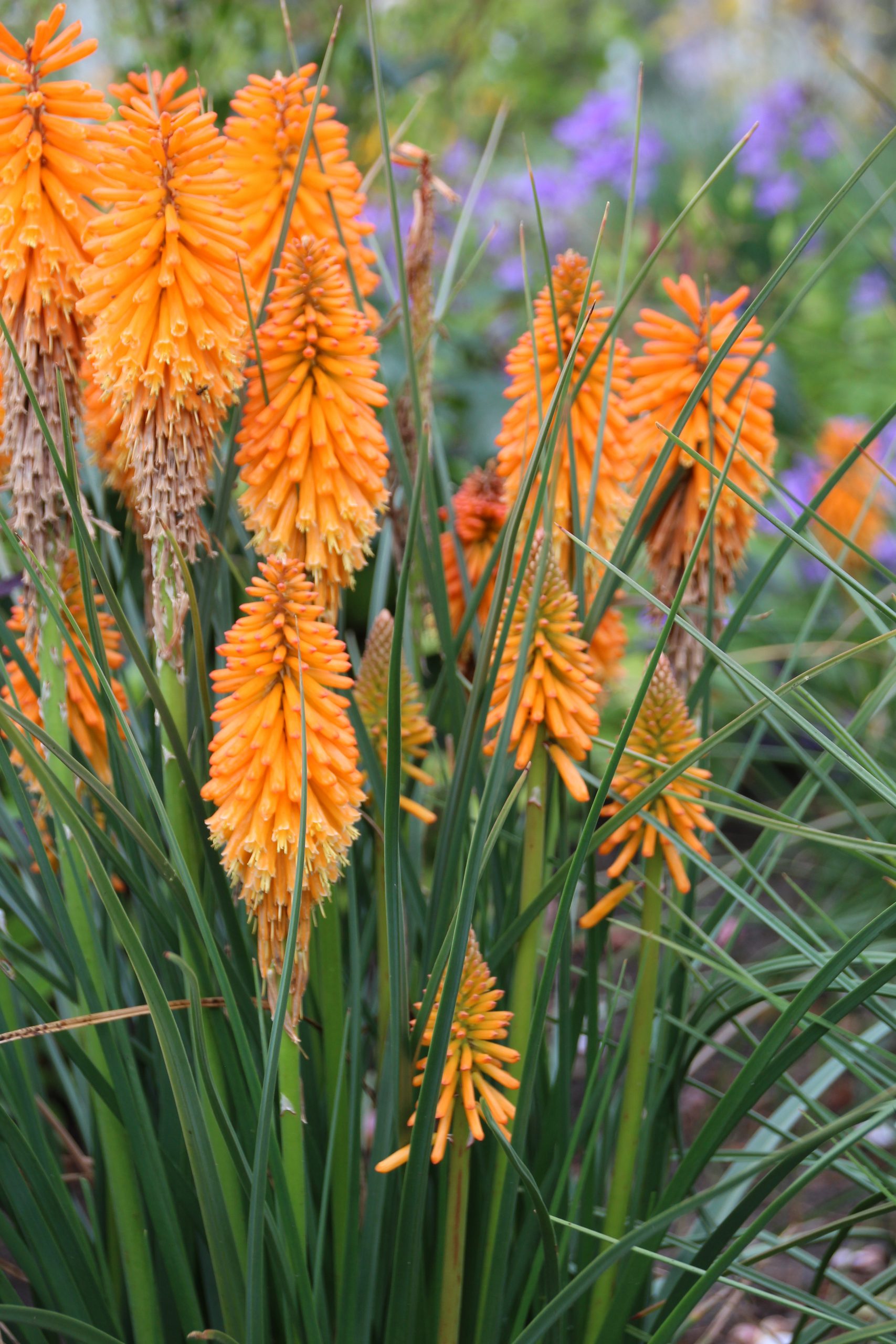 11251_kniphofia_pyromania_orange_blaze_SS_002.jpg