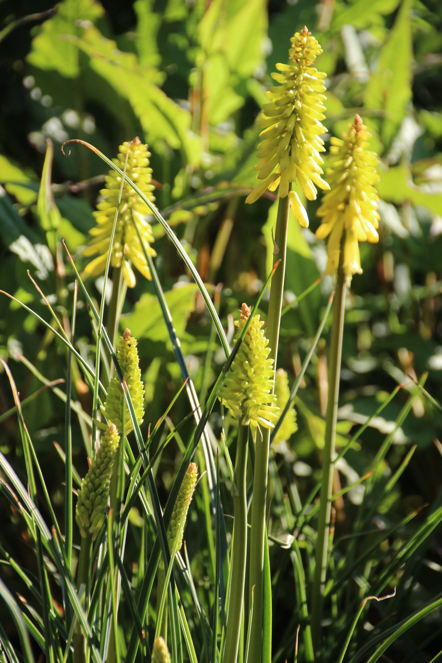 11252_kniphofia_uvaria_lemon_popsicle_SS_002.jpg