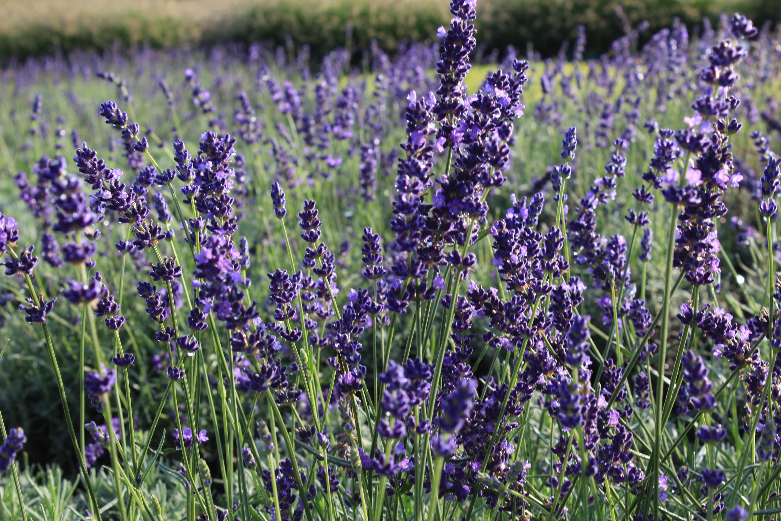 11260_lavandula_angustifolia_hidcote_blue_SS_004.jpg