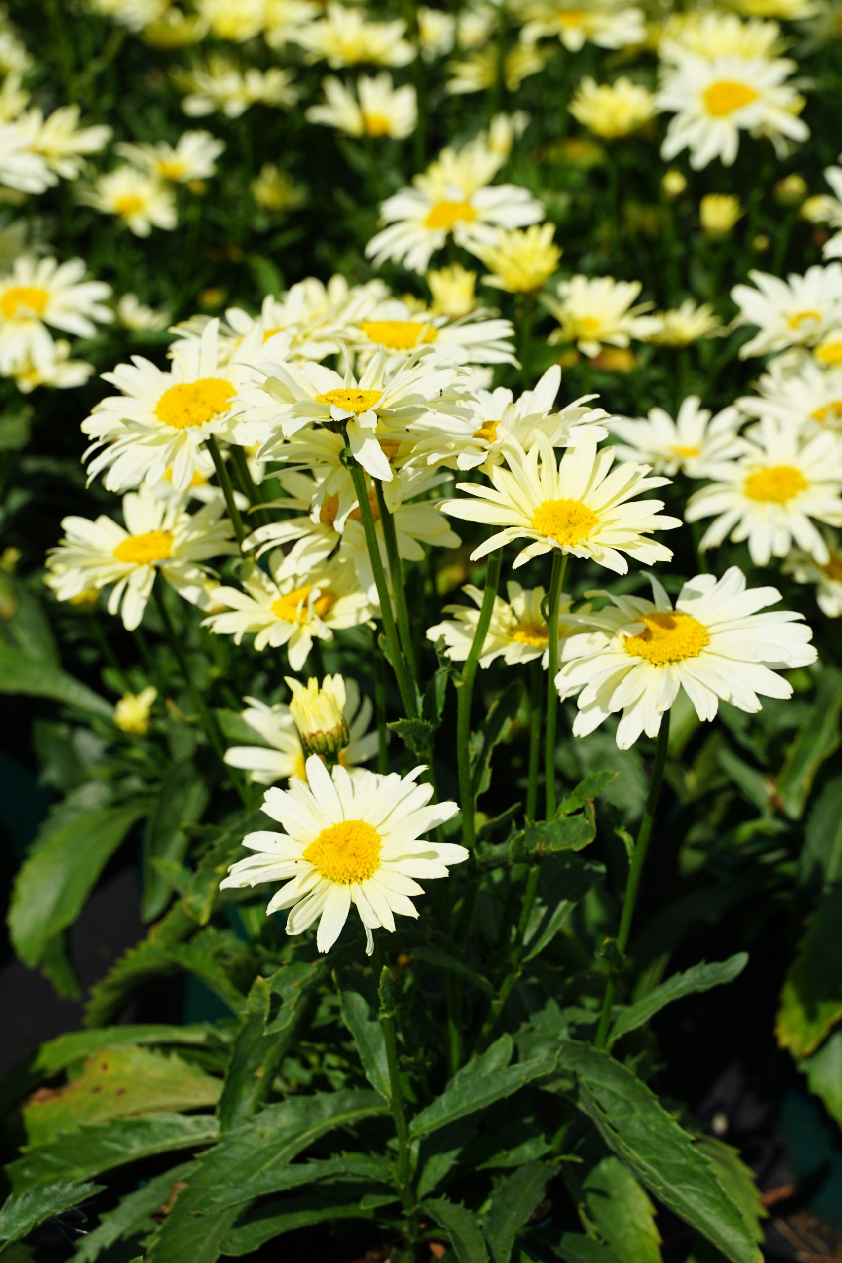 11264_leucanthemum_superbum_banana_cream_SS_005.jpg