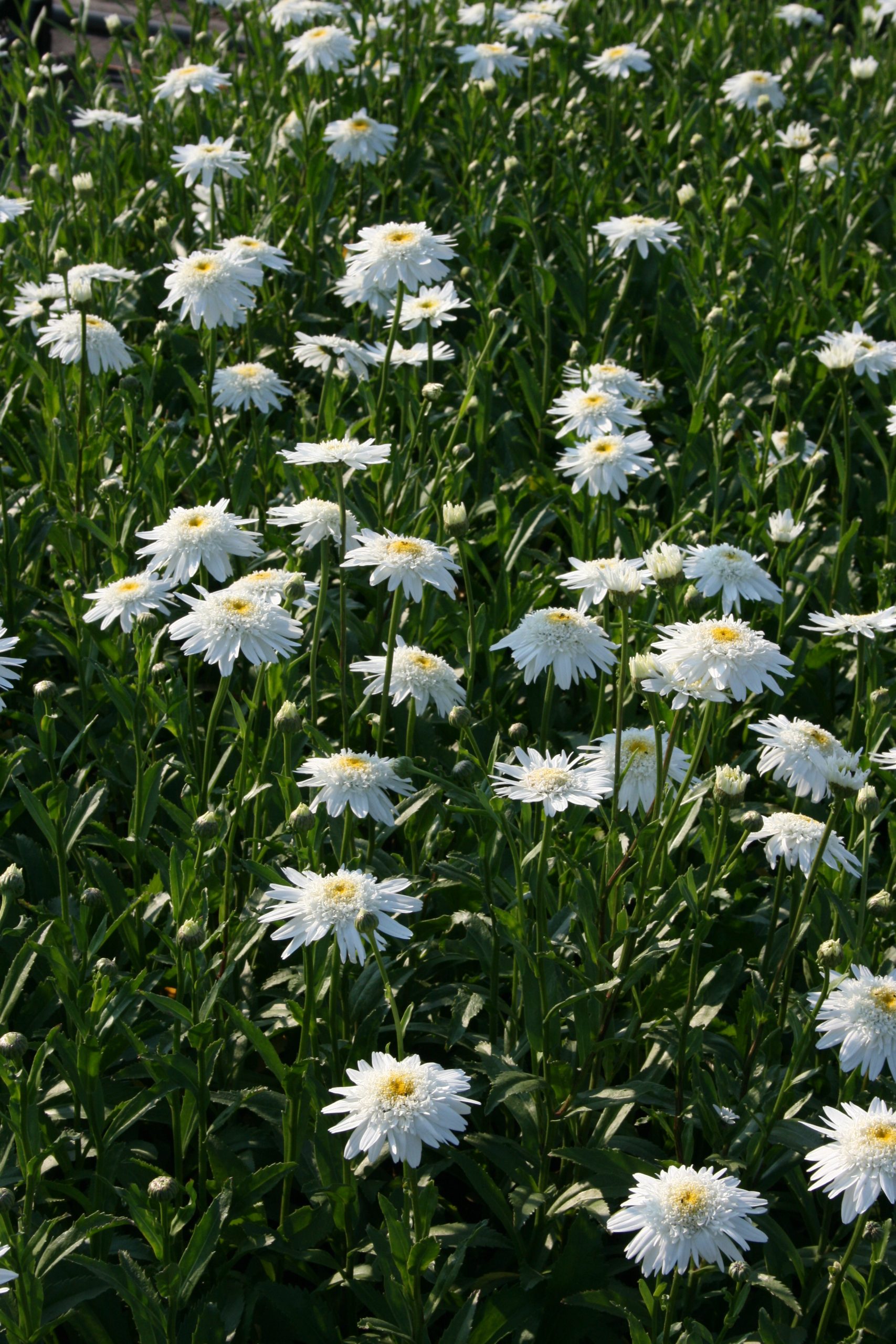 11266_leucanthemum_superbum_wirral_supreme_SS_005.jpg