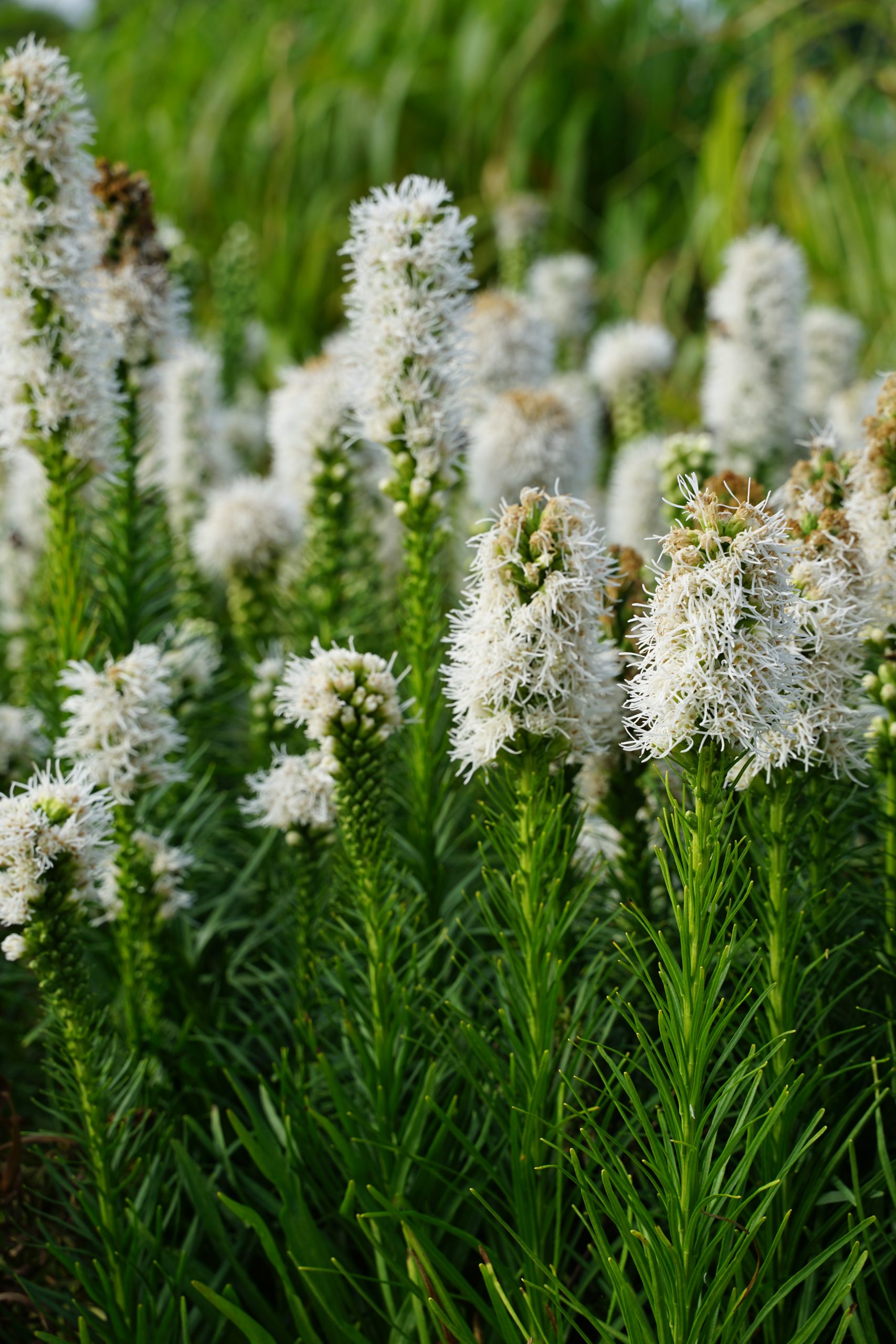 11269_liatris_spicata_floristan_weiss_SS_003.jpg