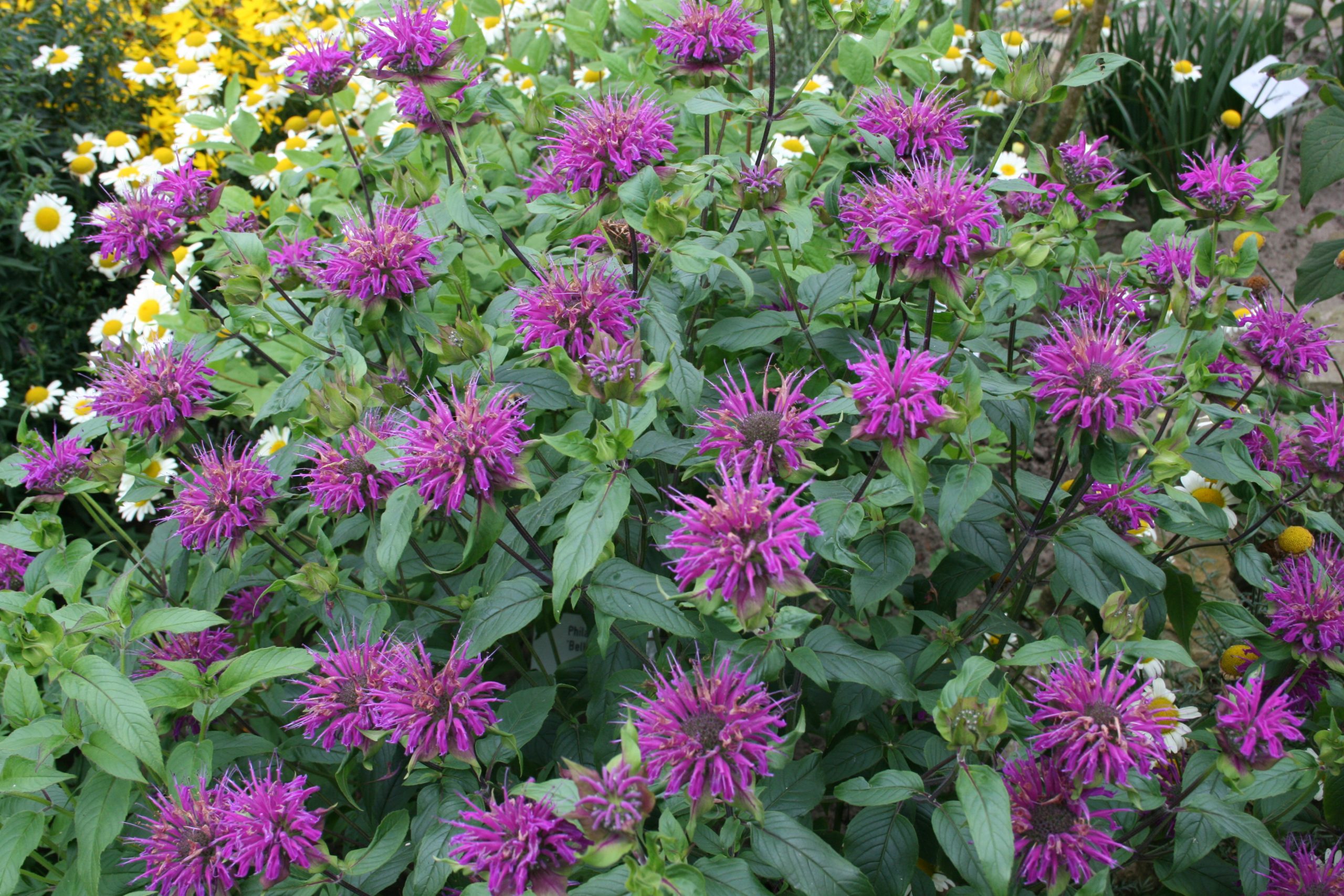 11293_monarda_fistulosa_blaustrumpf_SS_002.jpg