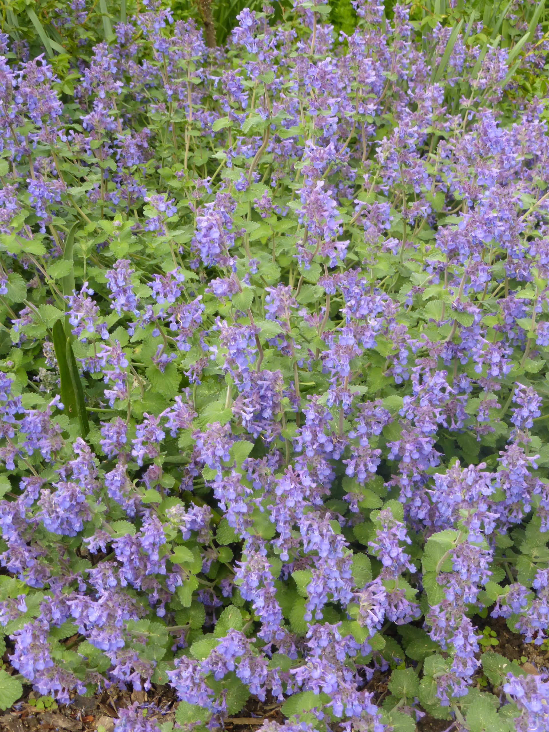 11304_nepeta_racemosa_superba_SS_003.jpg