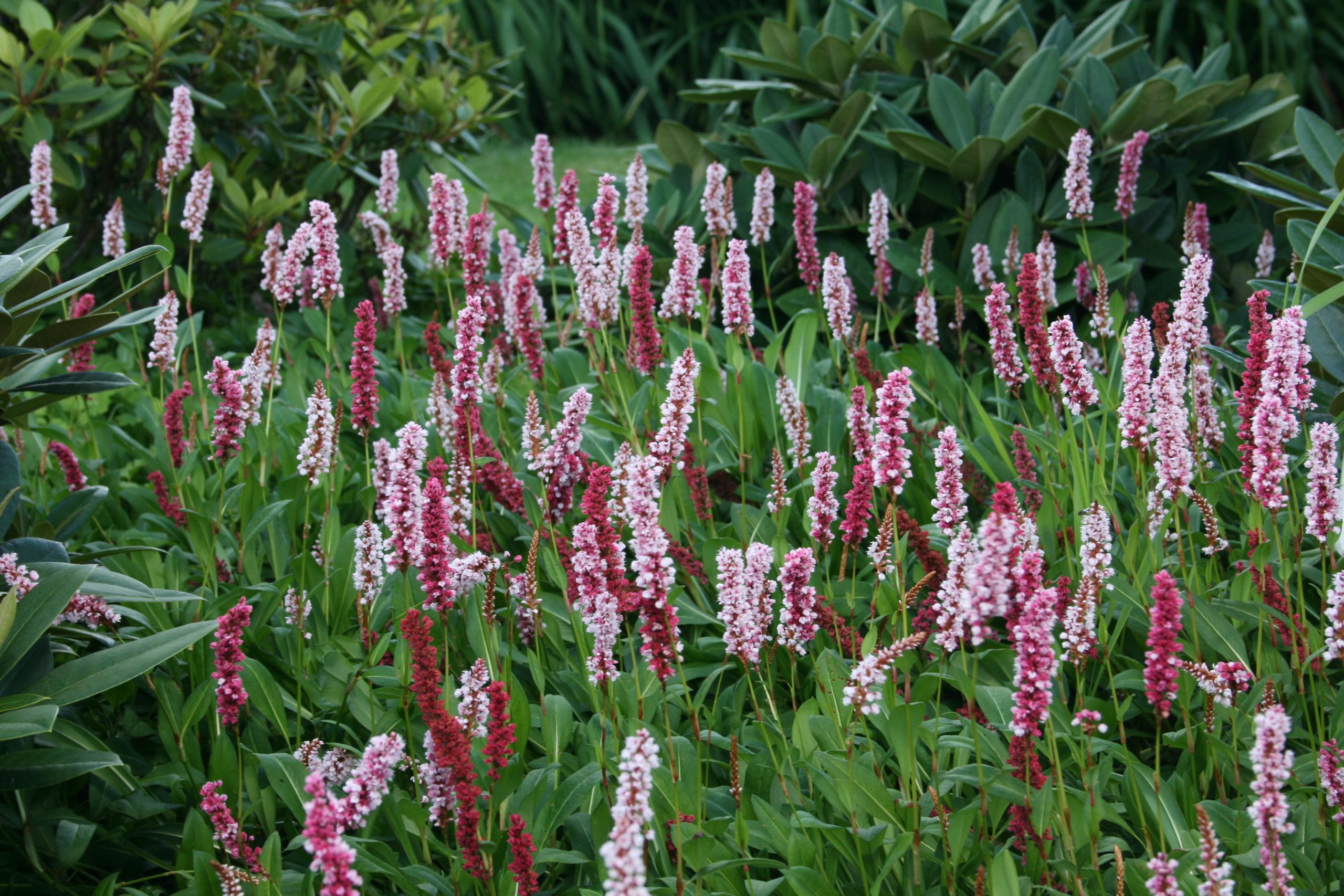 11329_persicaria_affinis_superba_SS_001.jpg