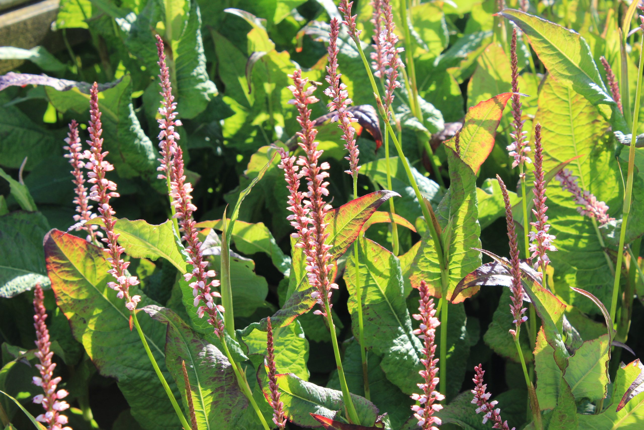 11330_persicaria_amplexicaulis_rosea_SS_002.jpg