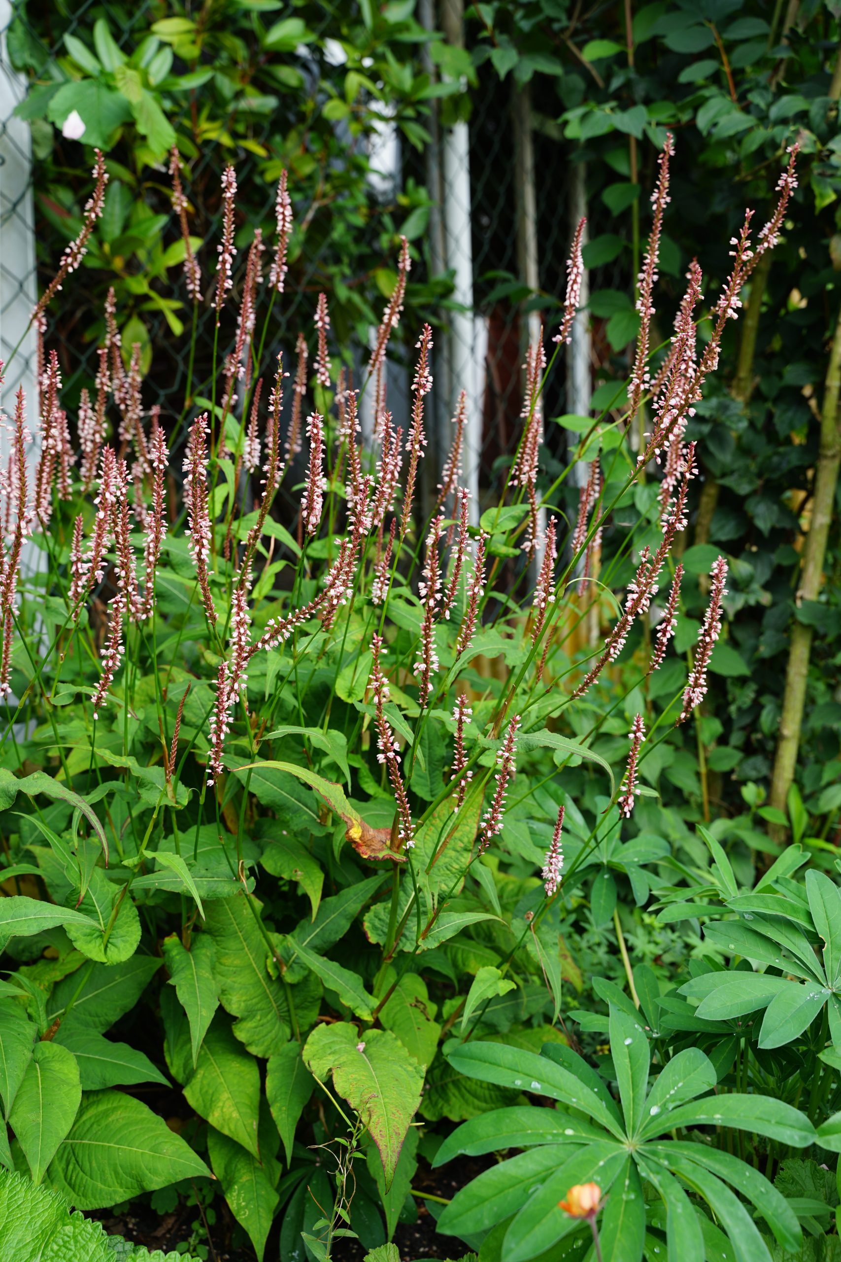 11331_persicaria_amplexicaulis_rosea_SS_003.jpg