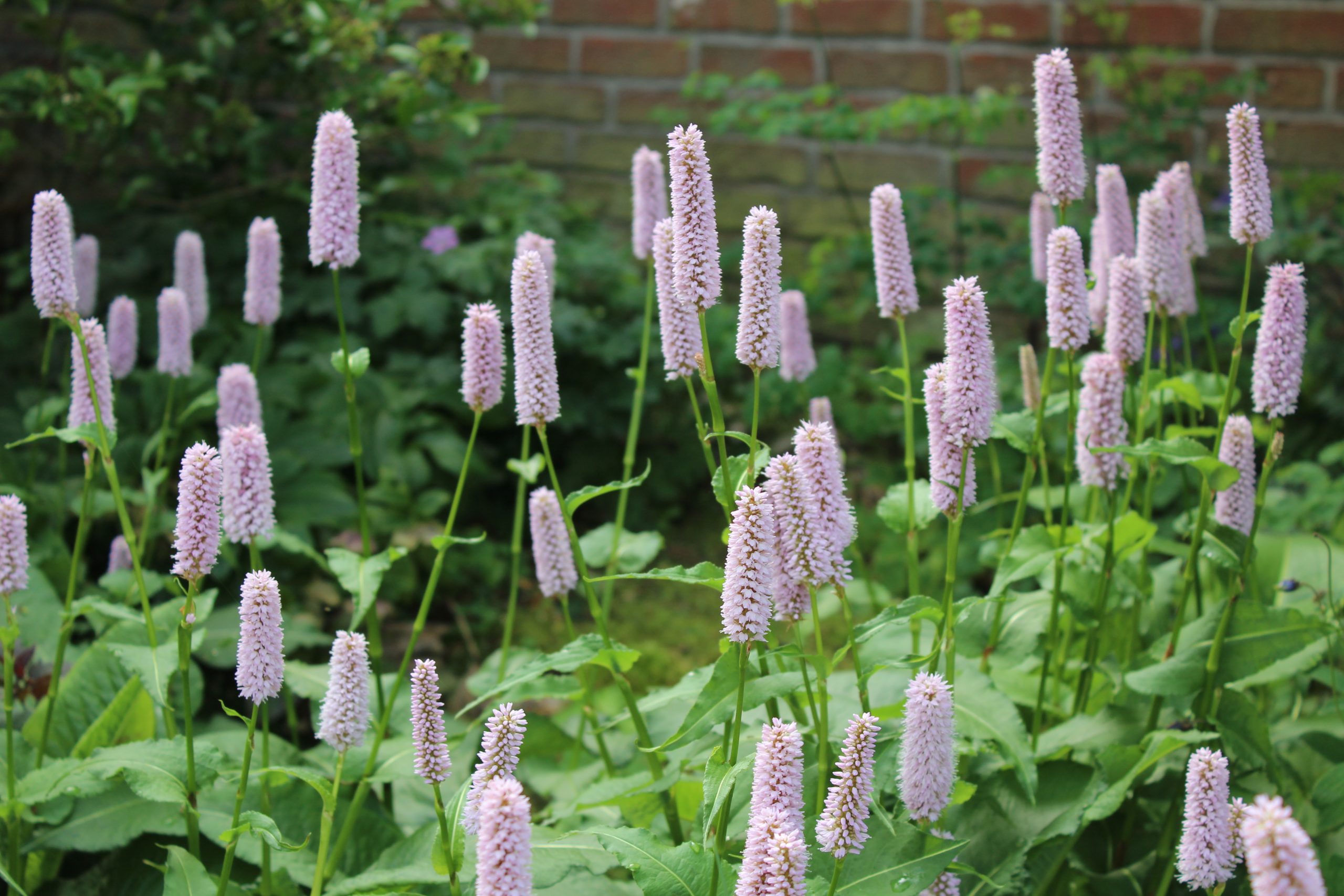 11334_persicaria_bistorta_officinalis_superba_SS_003.jpg