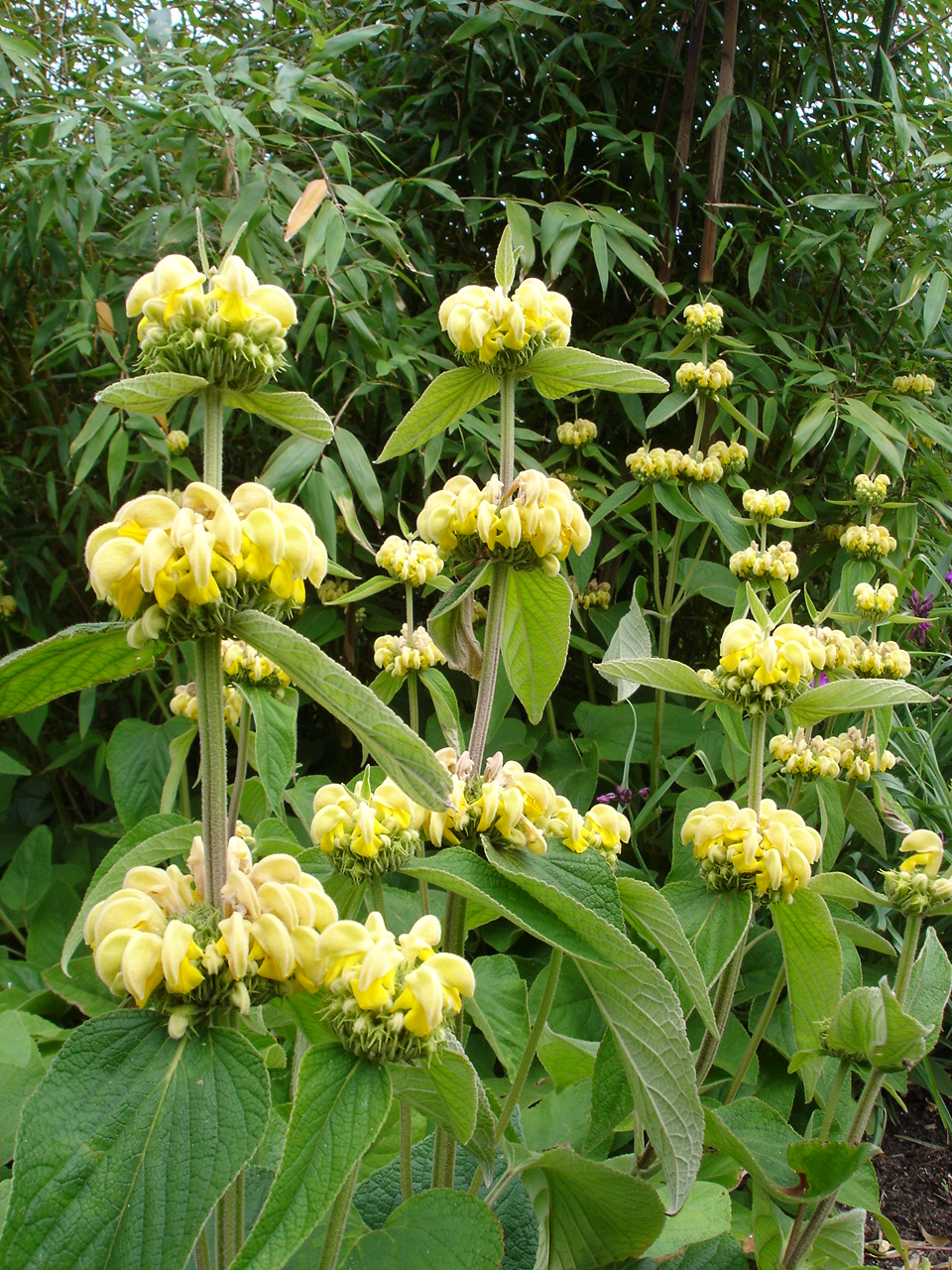 11335_phlomis_russeliana_SS_003.jpg