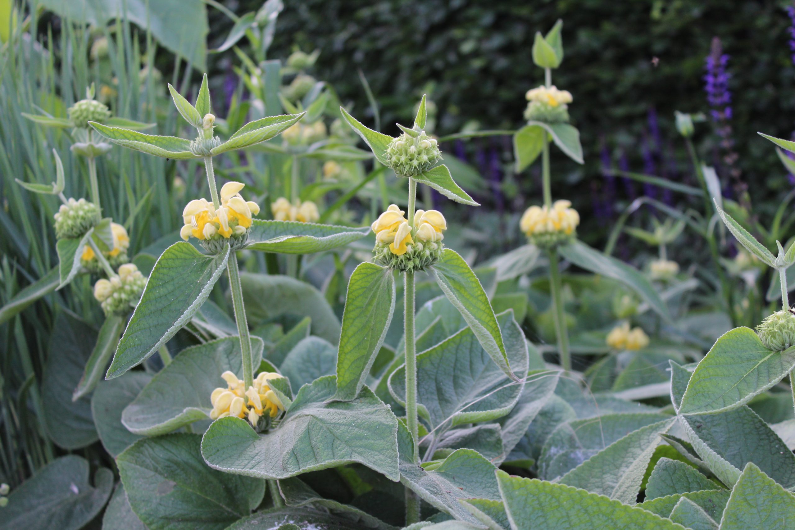 11336_phlomis_russeliana_SS_004.jpg