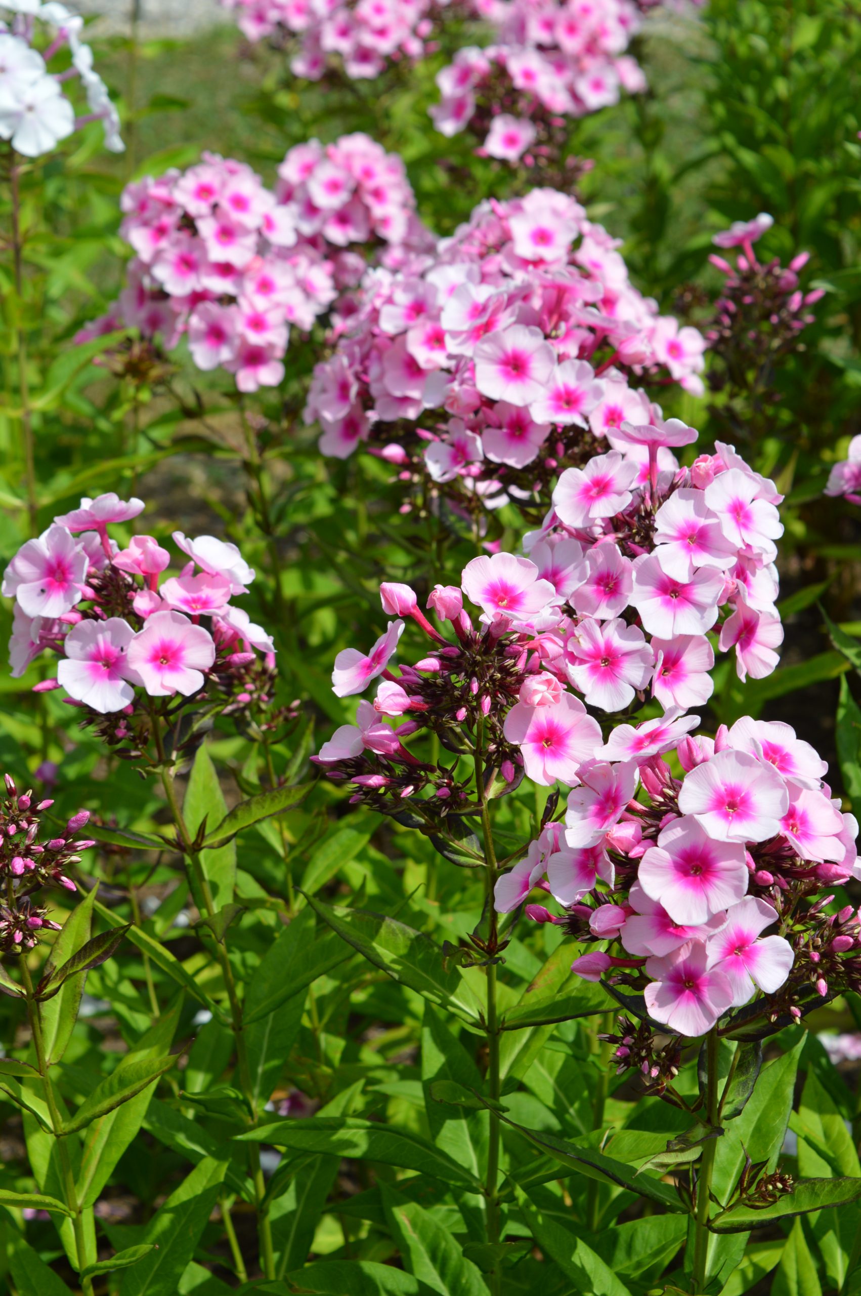 11340_phlox_paniculata_bright_eyes_SS_005-1.jpg