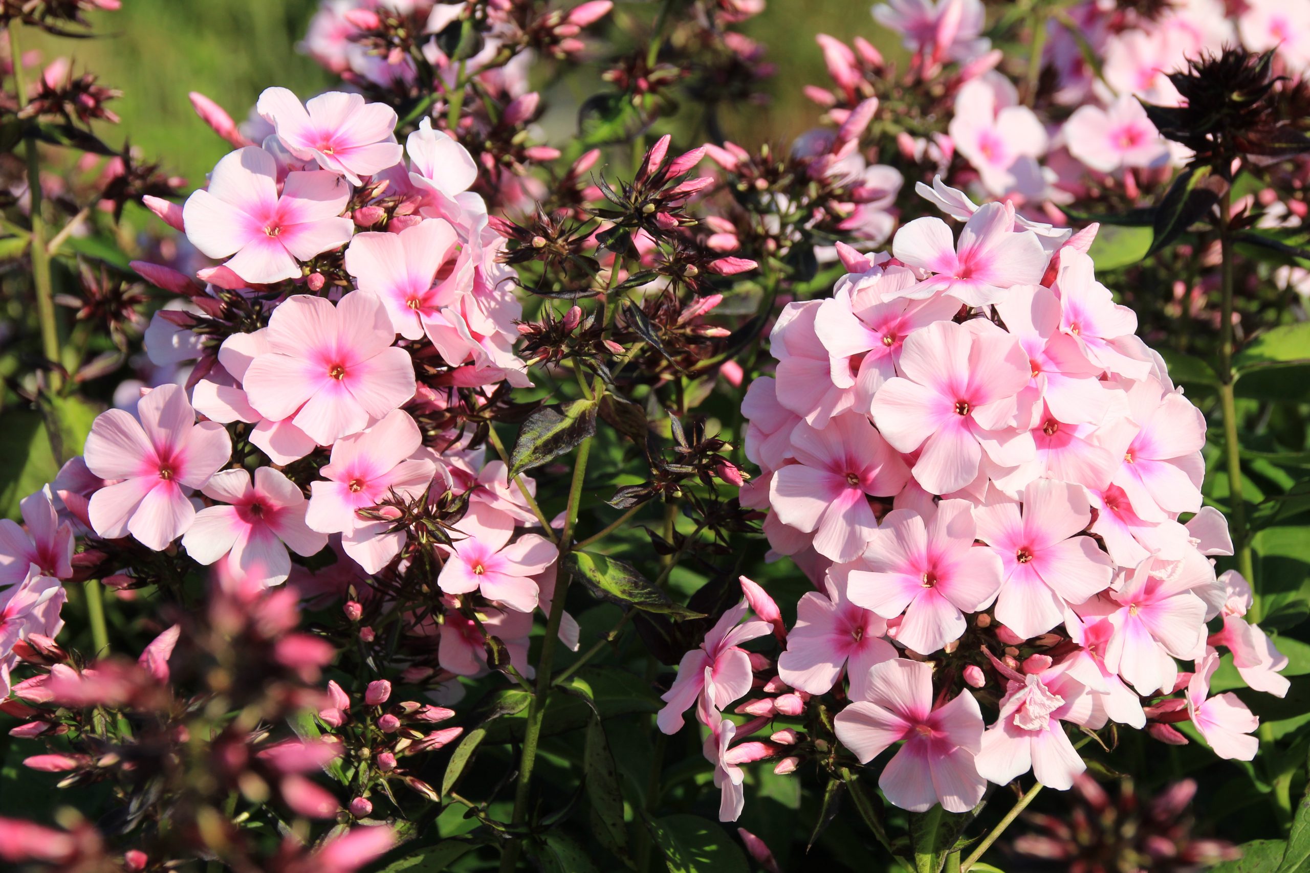 11341_phlox_paniculata_bright_eyes_SS_006-1.jpg