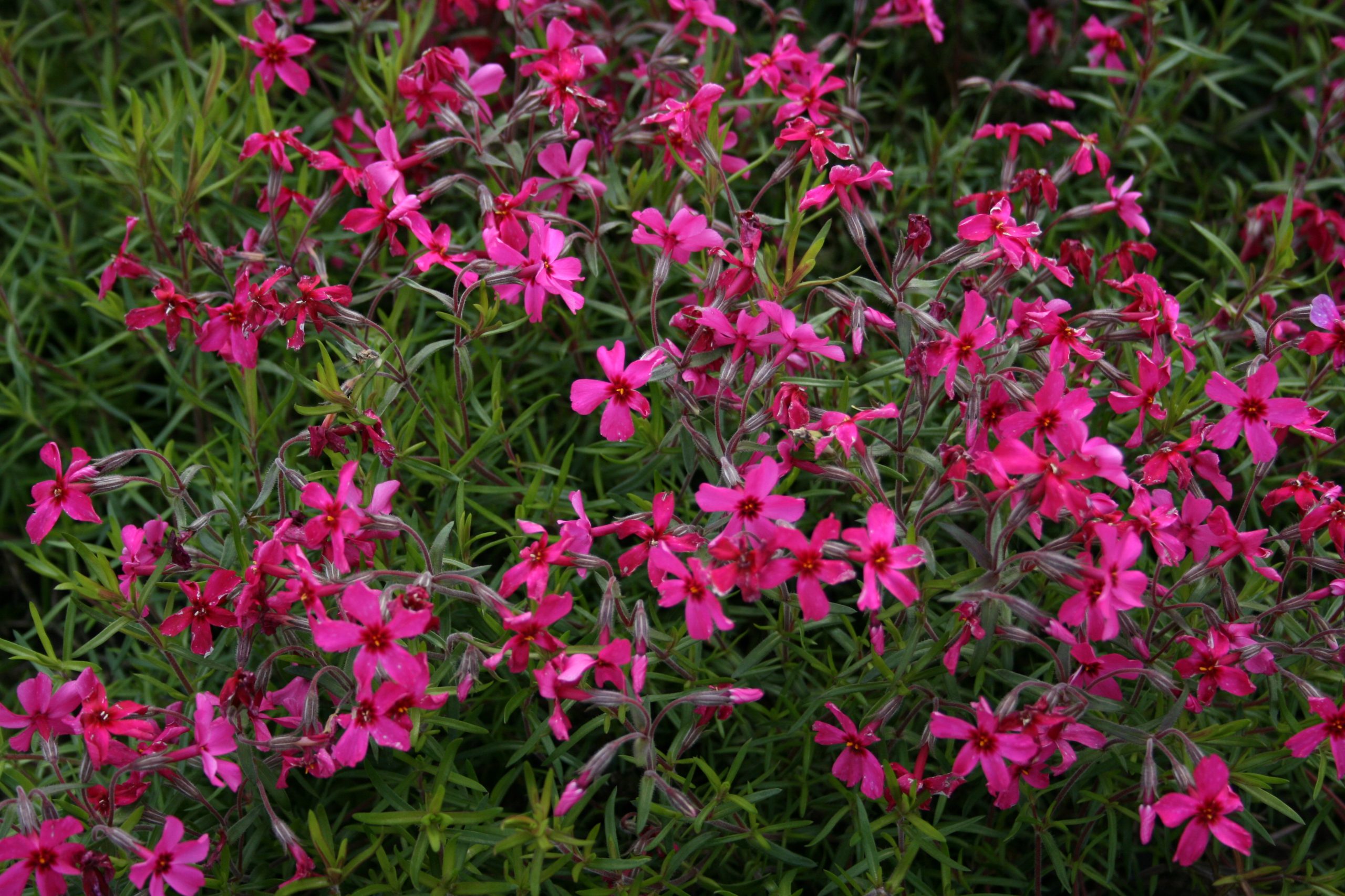 11358_phlox_subulata_atropurpurea_SS_002.jpg