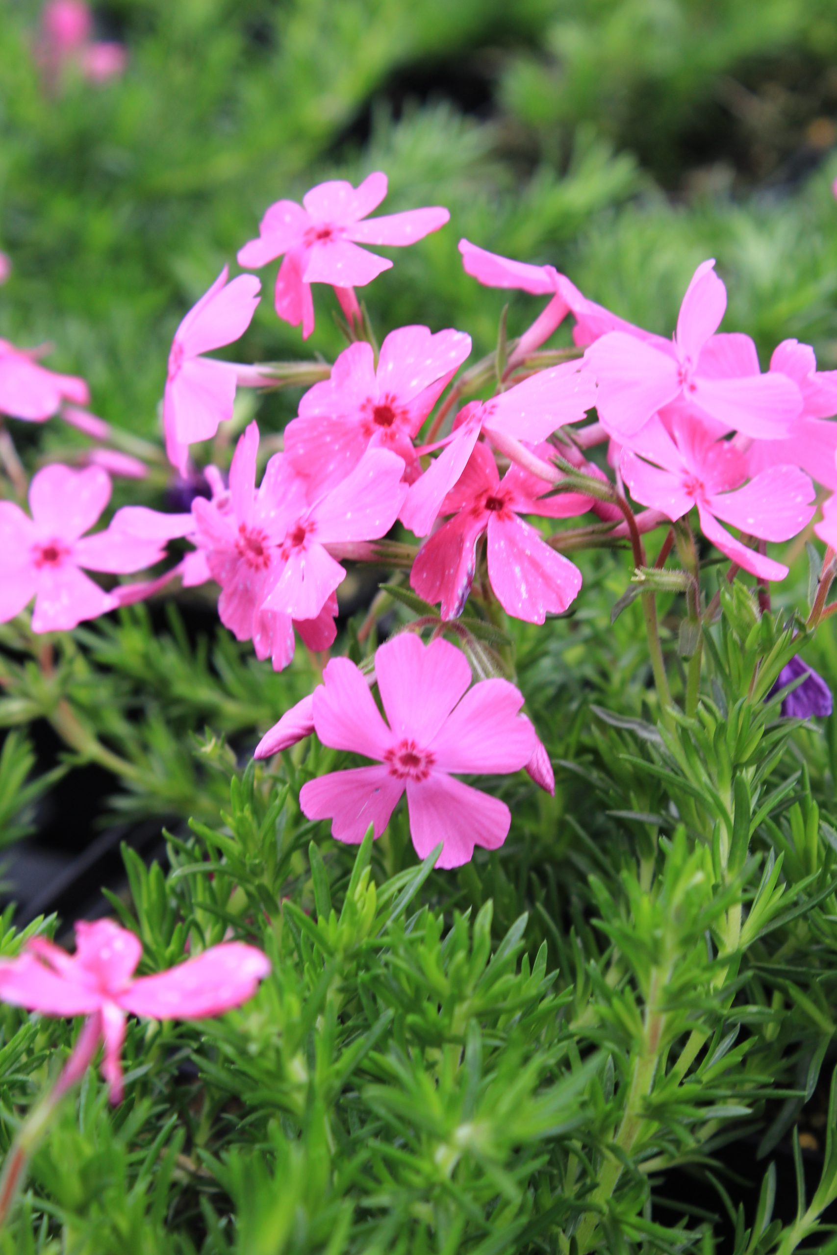 11363_phlox_subulata_mcdaniels_cushion_SS_004.jpg