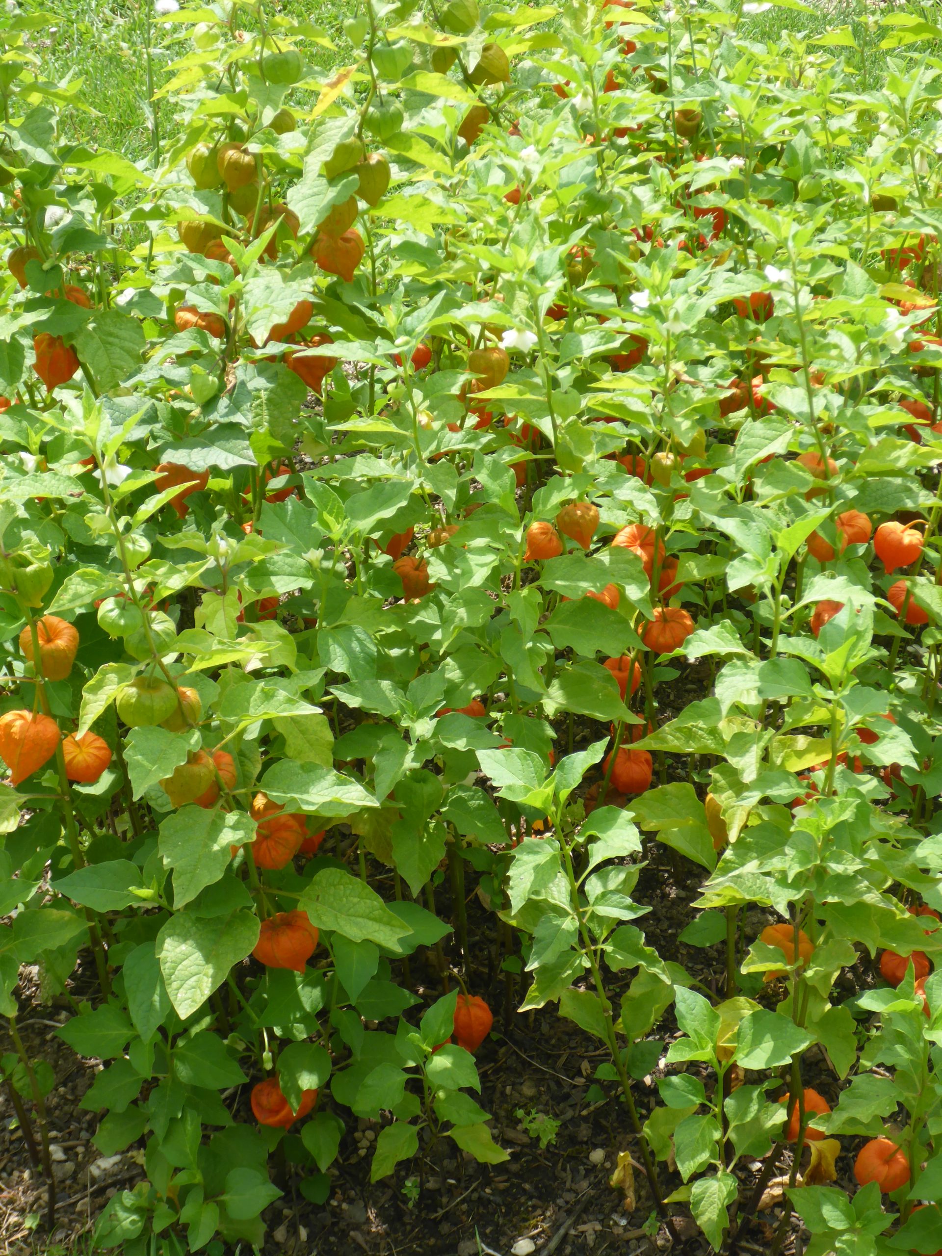 11366_physalis_alkekengi_var_franchetii_SS_001.jpg