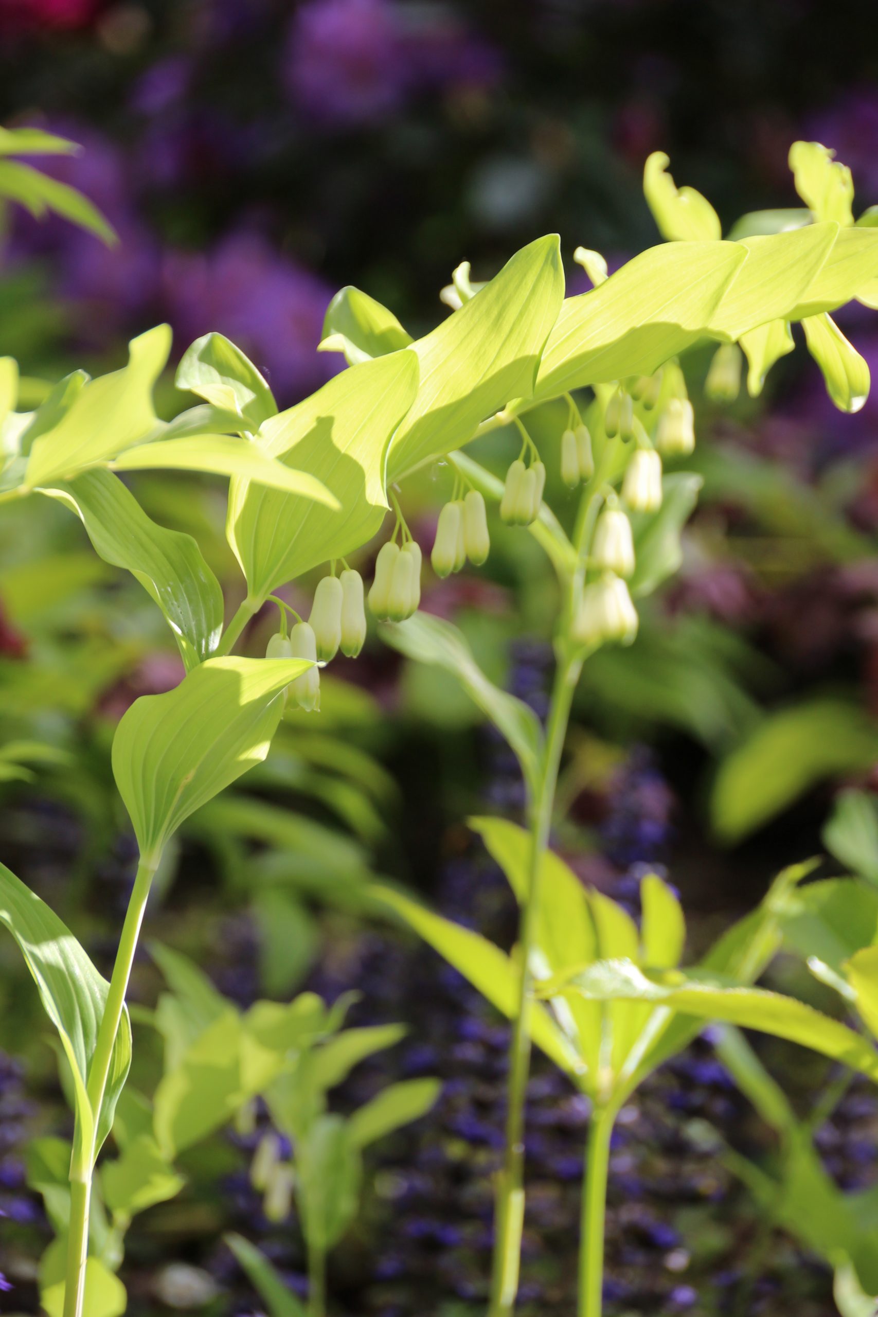 11370_polygonatum_biflorum_commutatum_SS_005.jpg