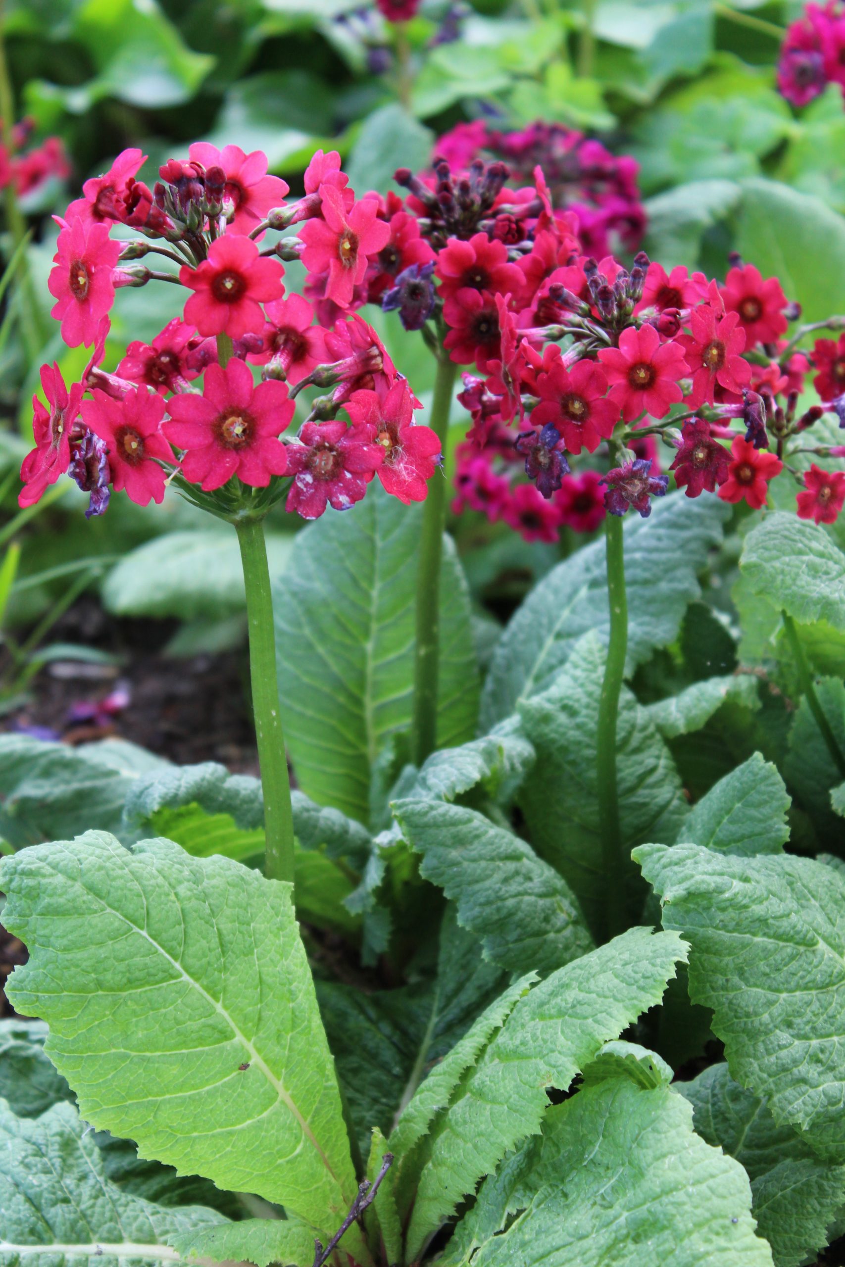 11379_primula_japonica_millers_crimson_SS_003.jpg
