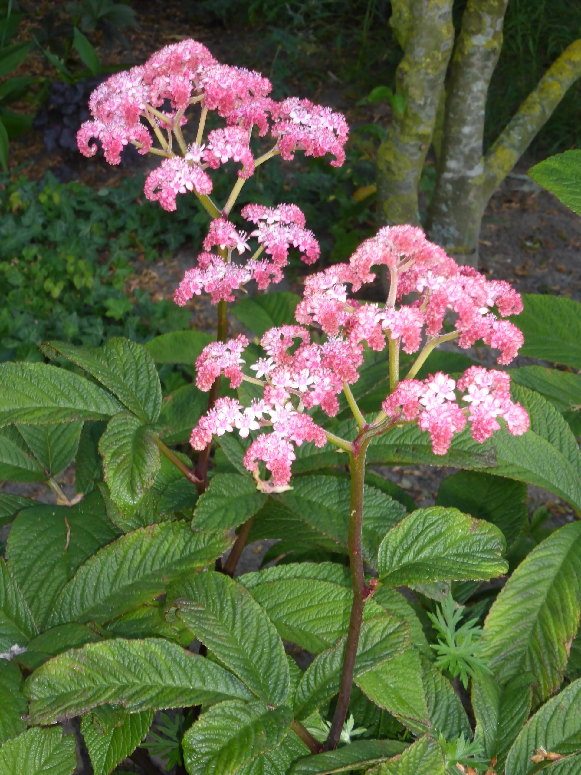 11397_rodgersia_pinnata_bronze_peacock_SS_005-1.jpg