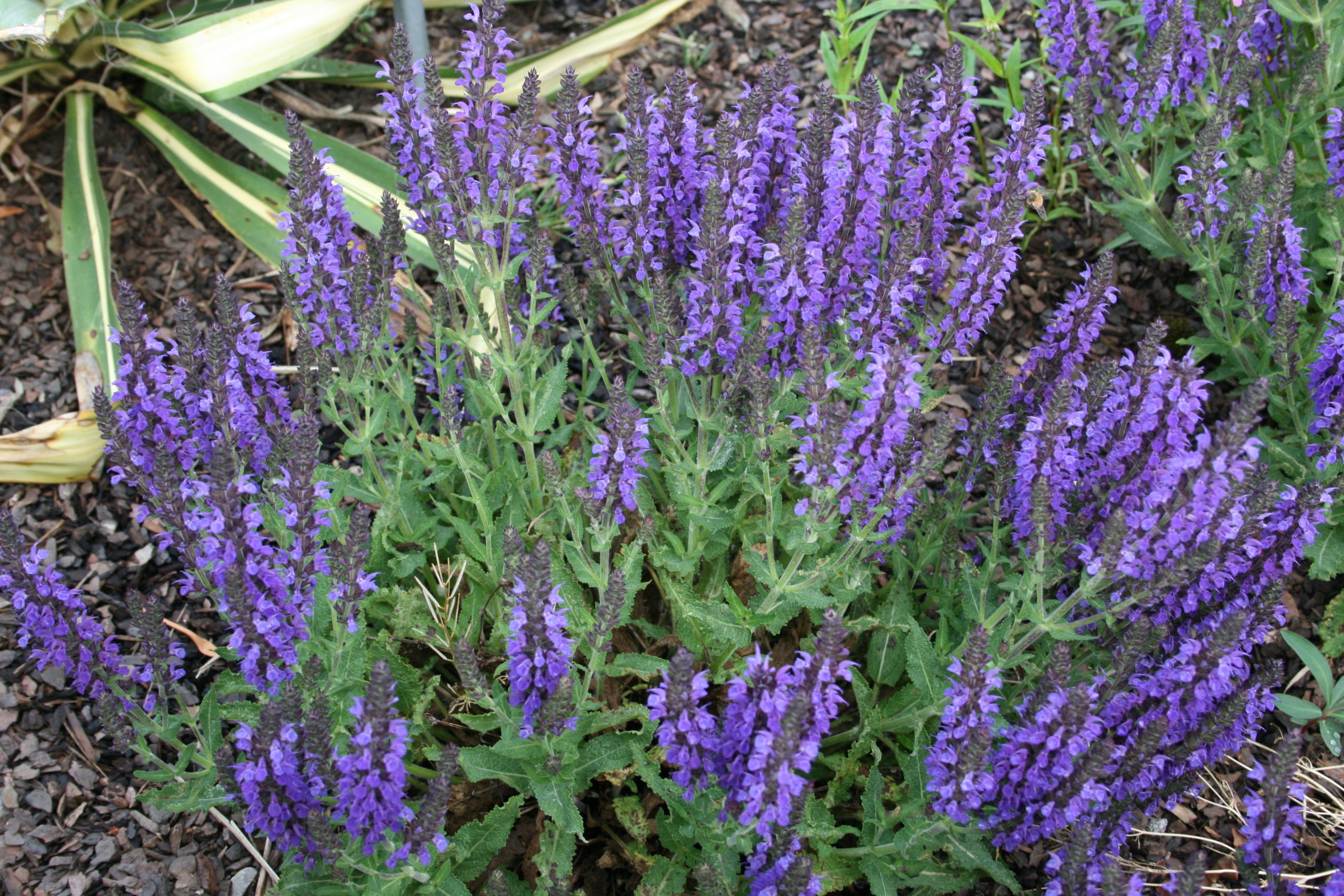 11406_salvia_nemorosa_marcus_SS_002.jpg