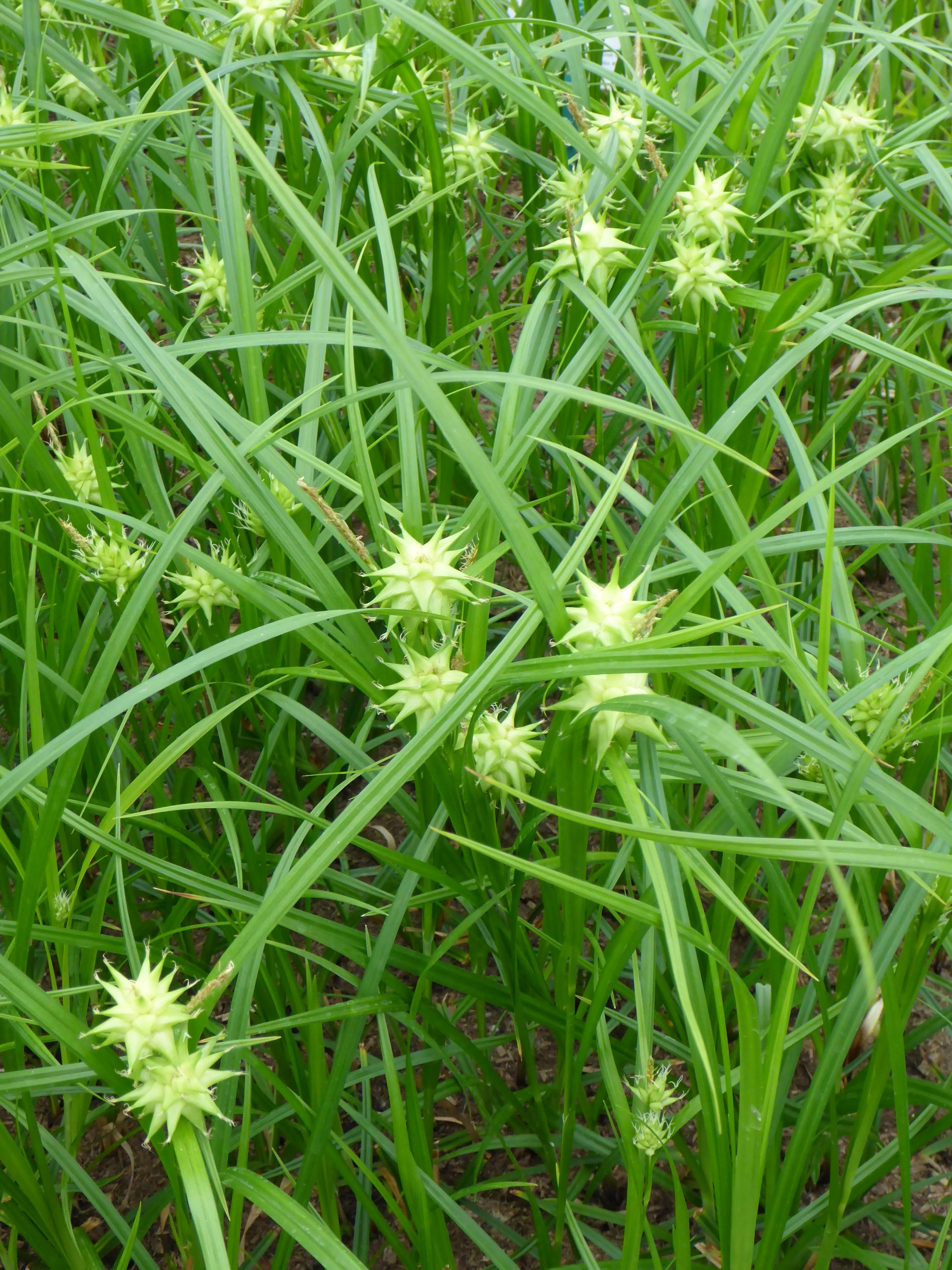 1141_carex_grayi_SS_001.jpeg