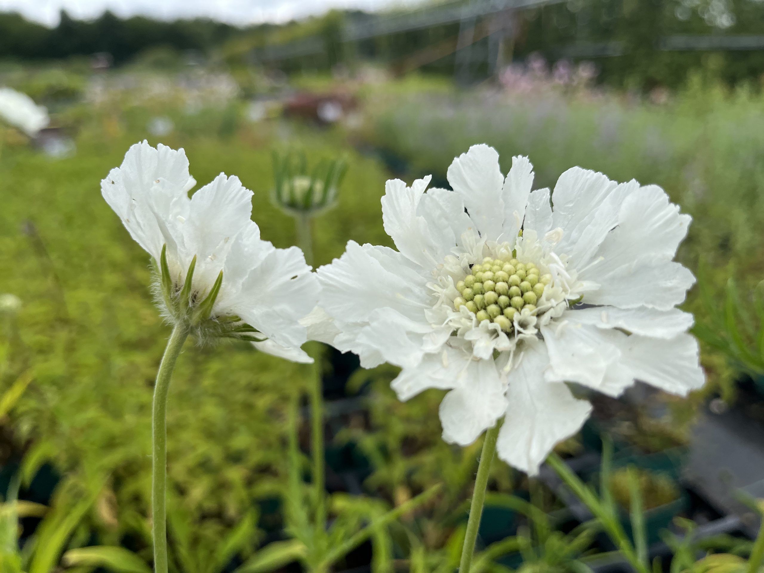 11426_scabiosa_caucasica_perfecta_alba_SS_004-1.jpg