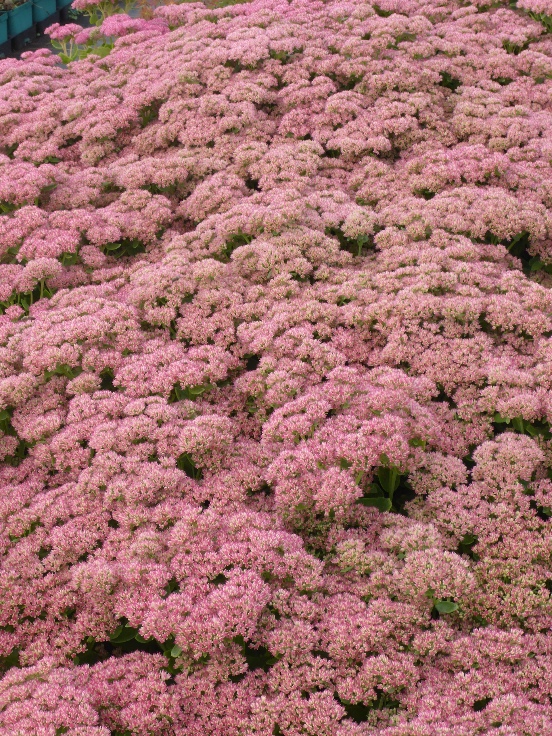 11434_sedum_telephium_herbstfreude_SS_004.jpg