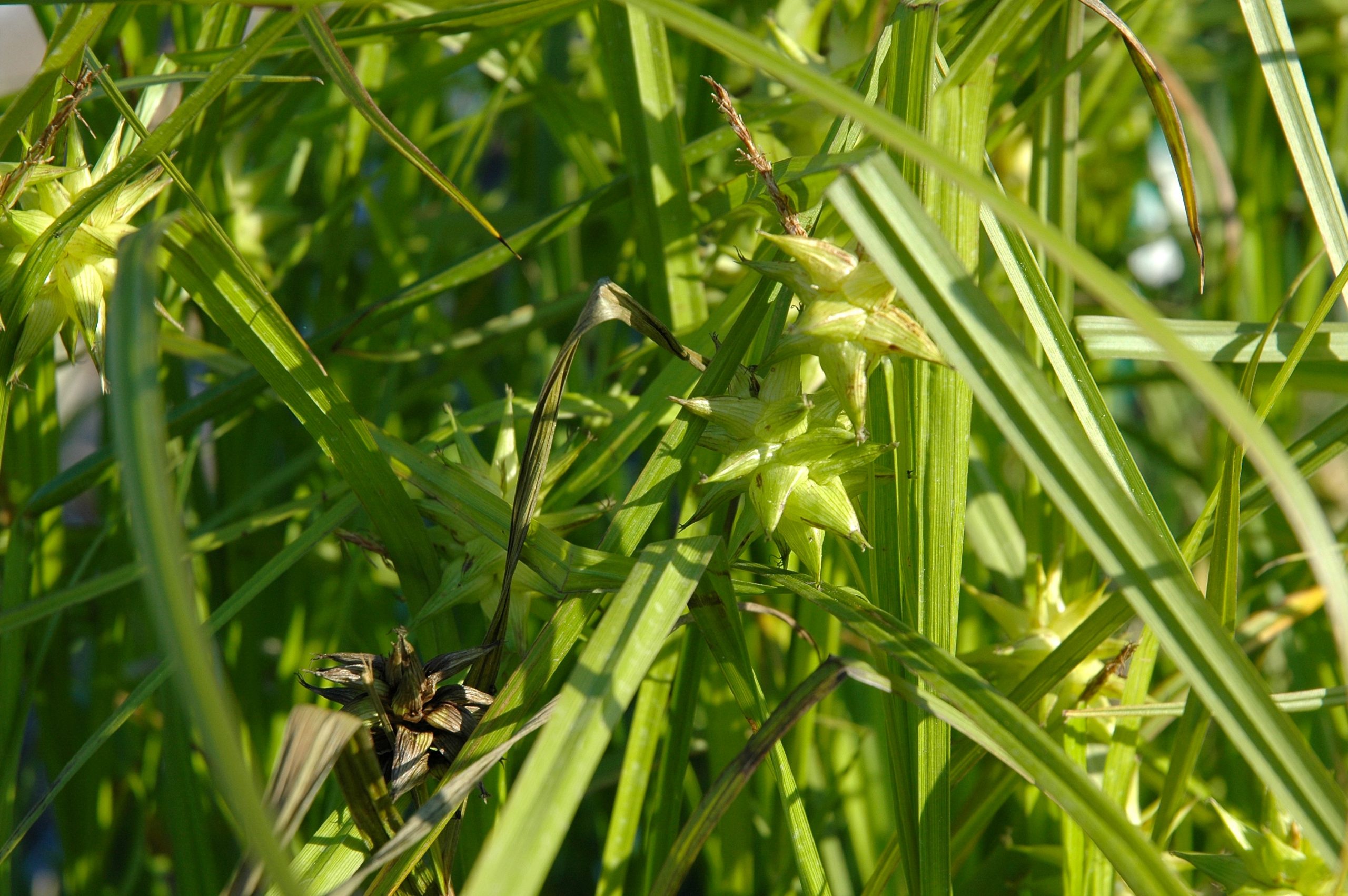 1143_carex_grayi_XS_003.jpeg