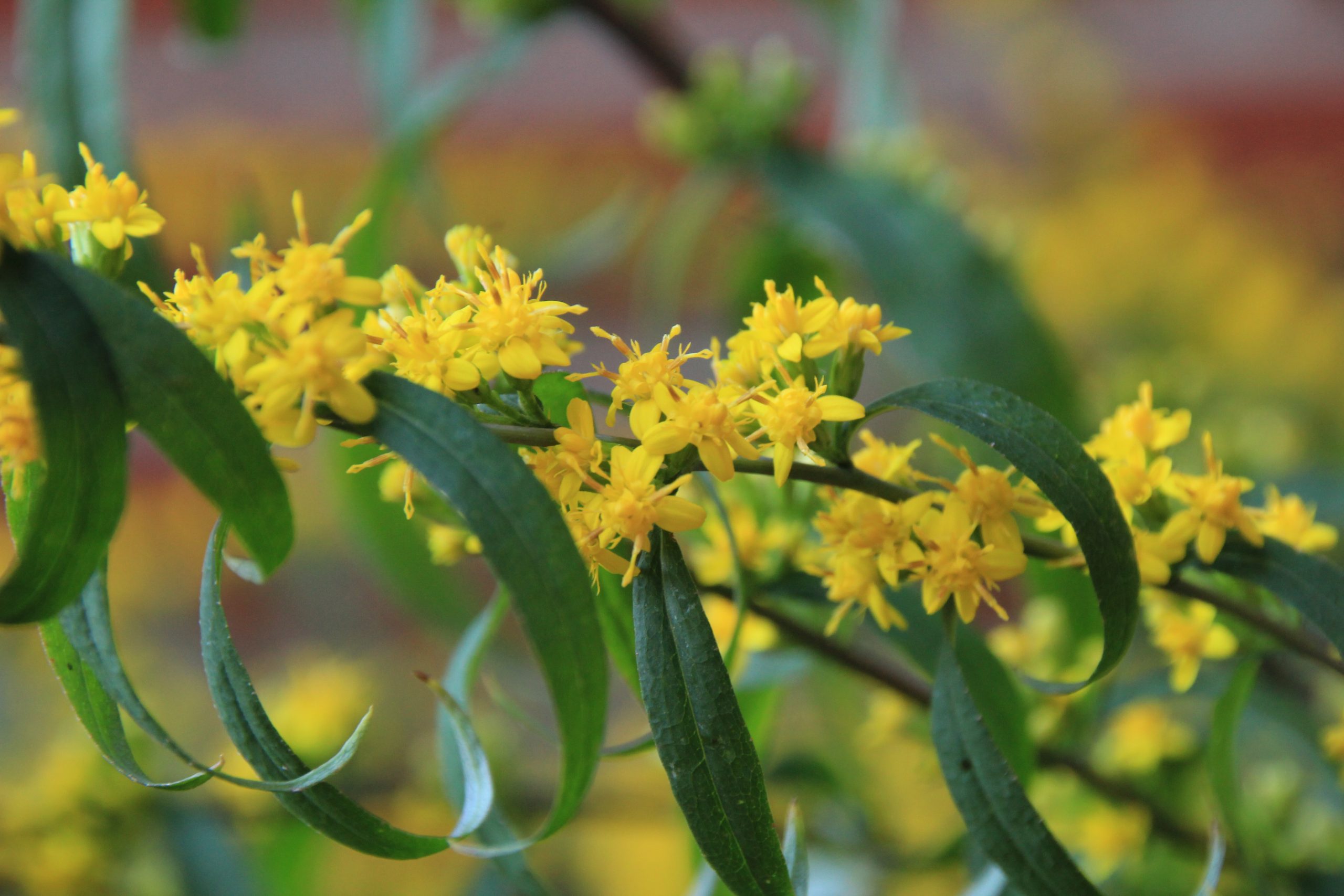 11444_solidago_caesia_SS_002.jpg