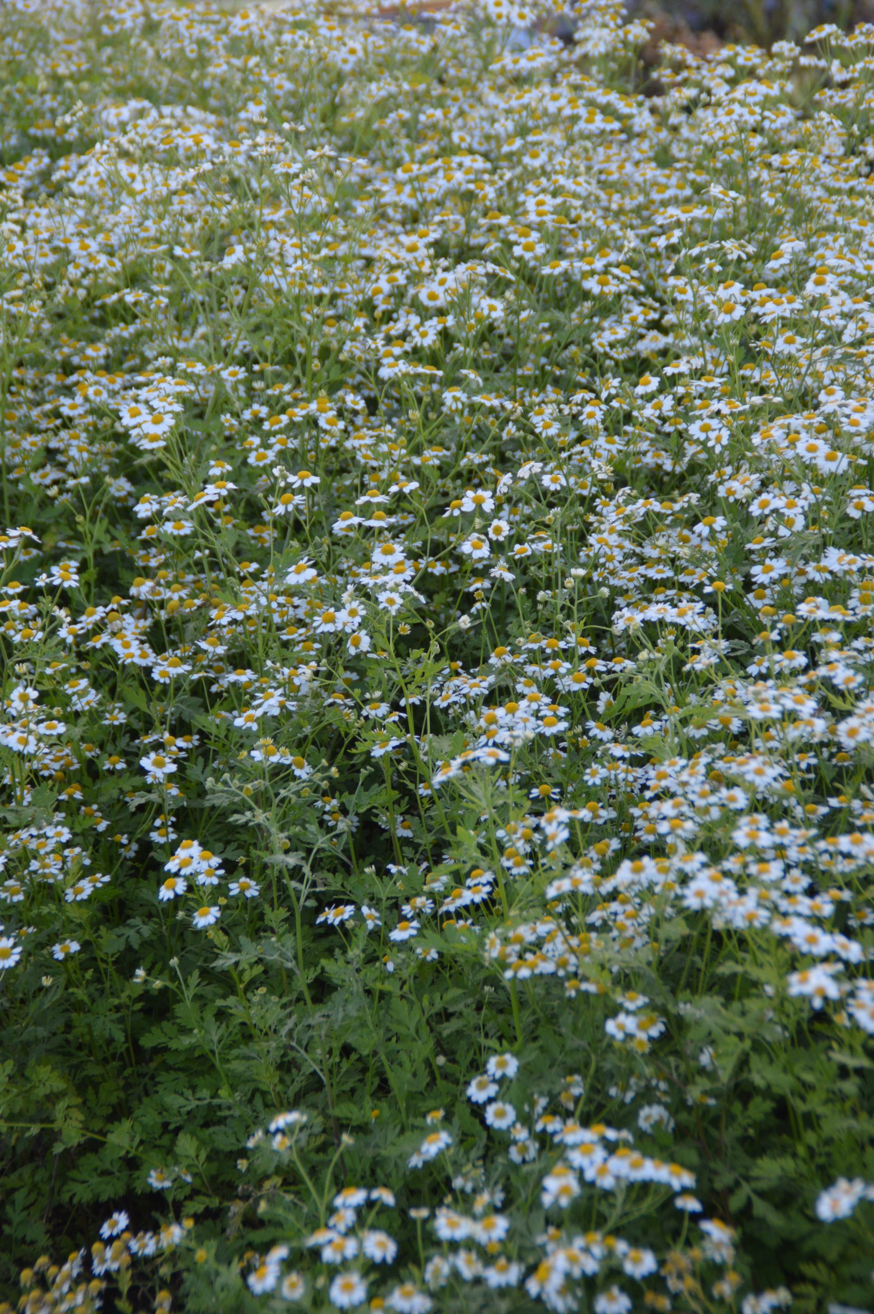 11452_tanacetum_parthenium_SS_002.jpg