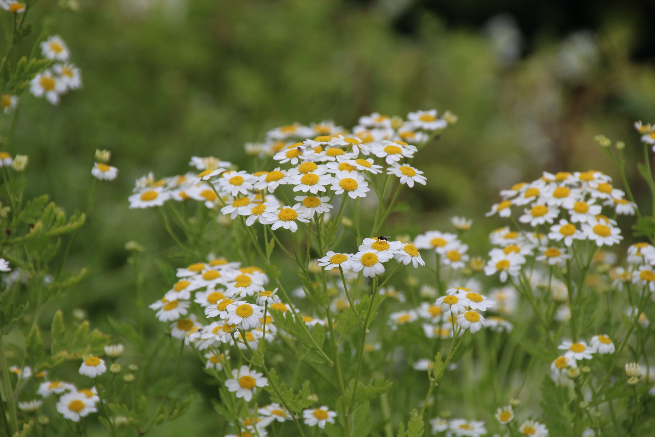 11453_tanacetum_parthenium_SS_003.jpg