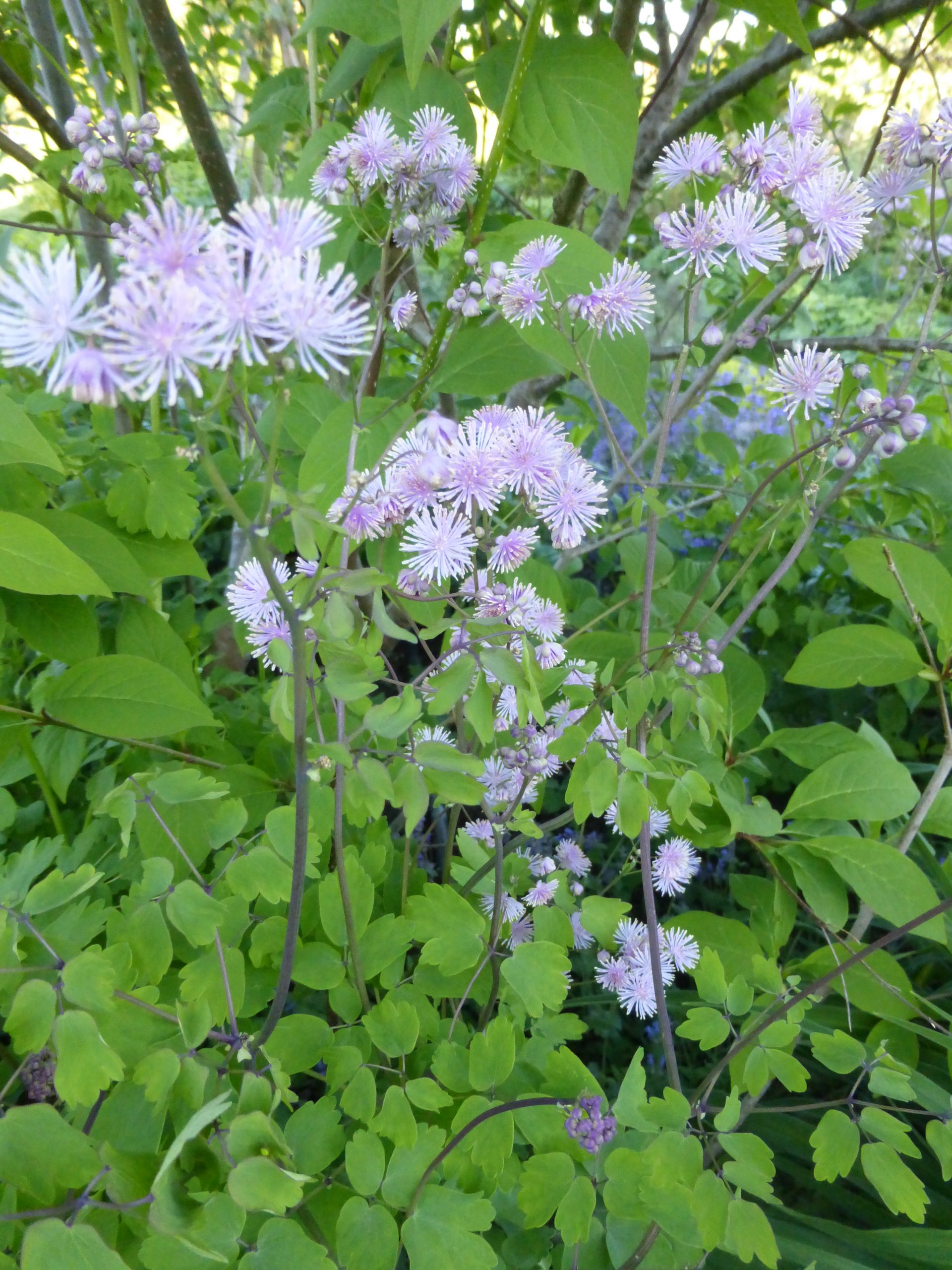 11455_thalictrum_aquilegifolium_SS_004.jpg