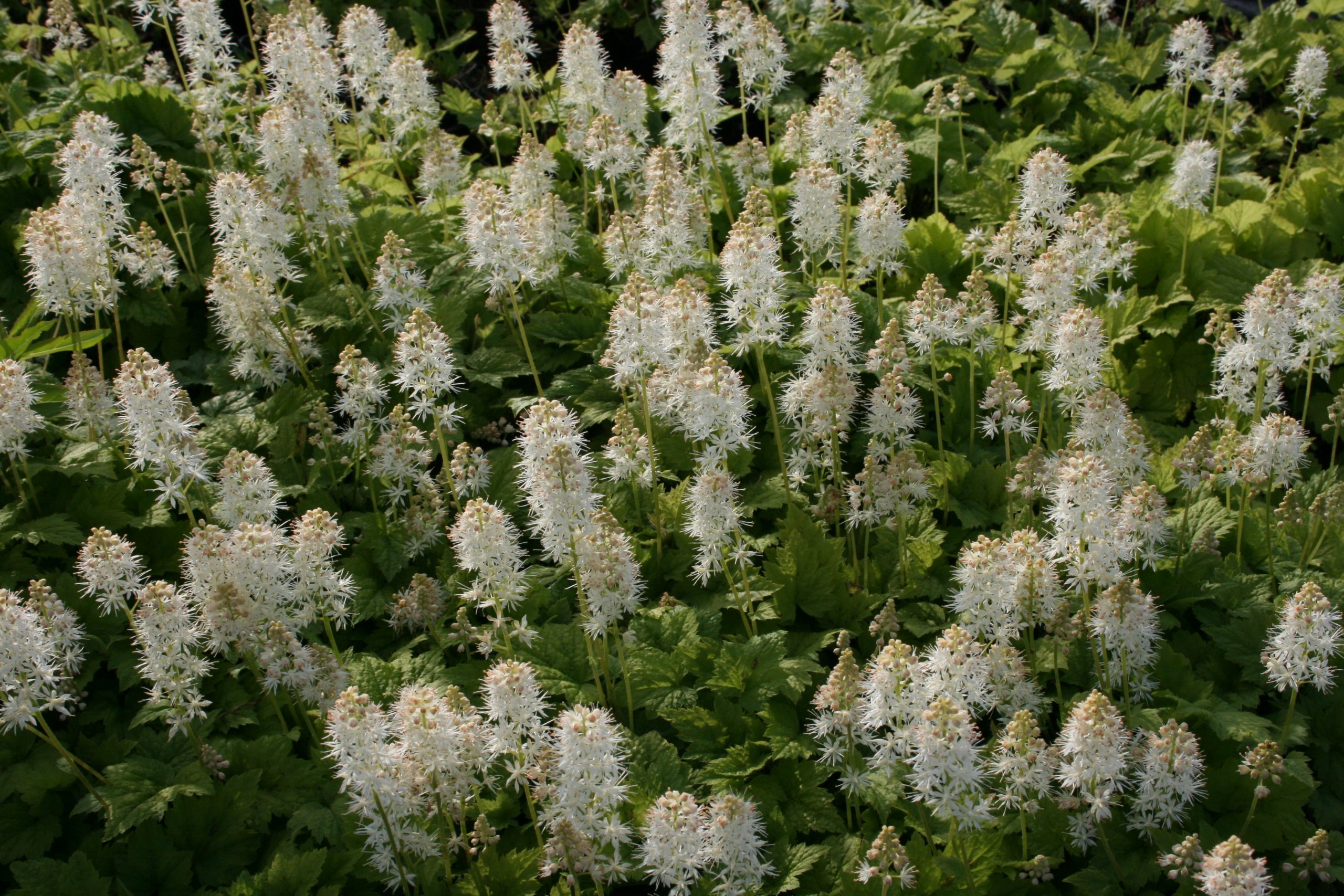 11468_tiarella_cordifolia_moorgrun_SS_003.jpg